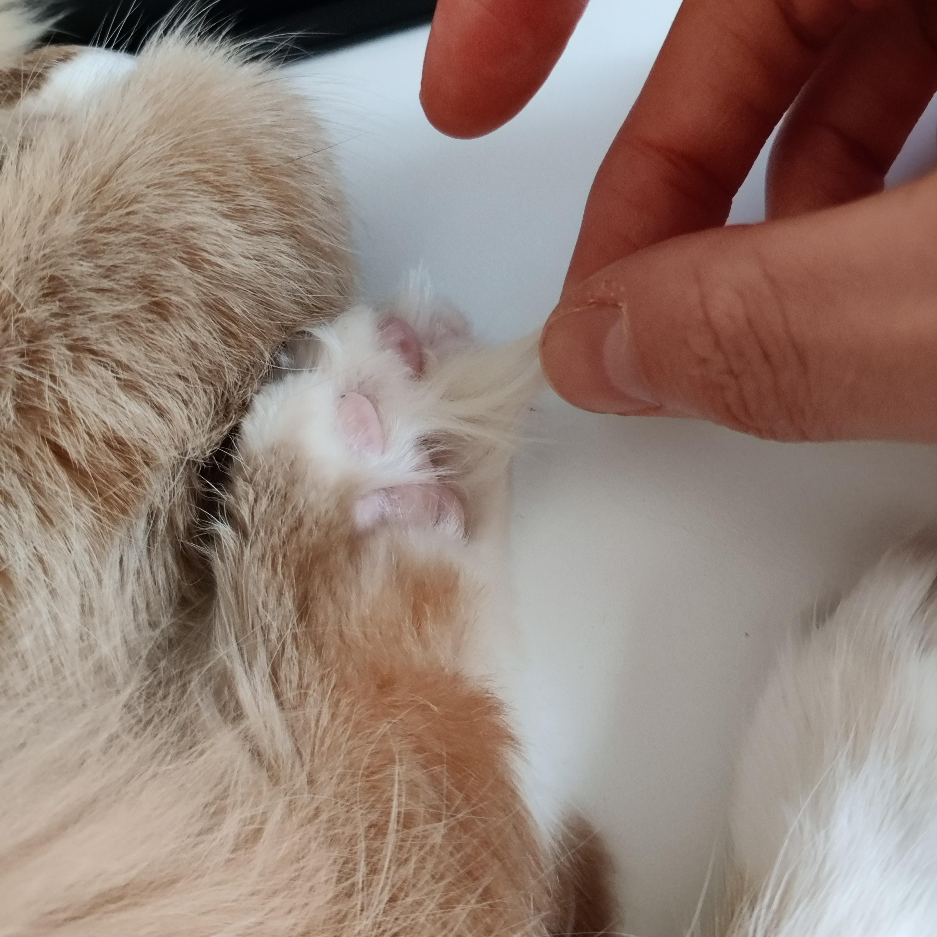 Do I cut my cat's intense toe bean hair? r/cats