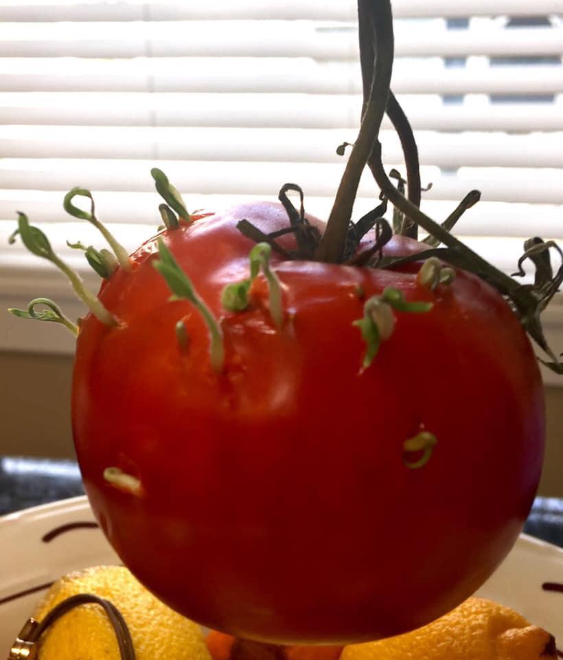 This tomato’s seeds started sprouting from the inside r/mildlyinteresting