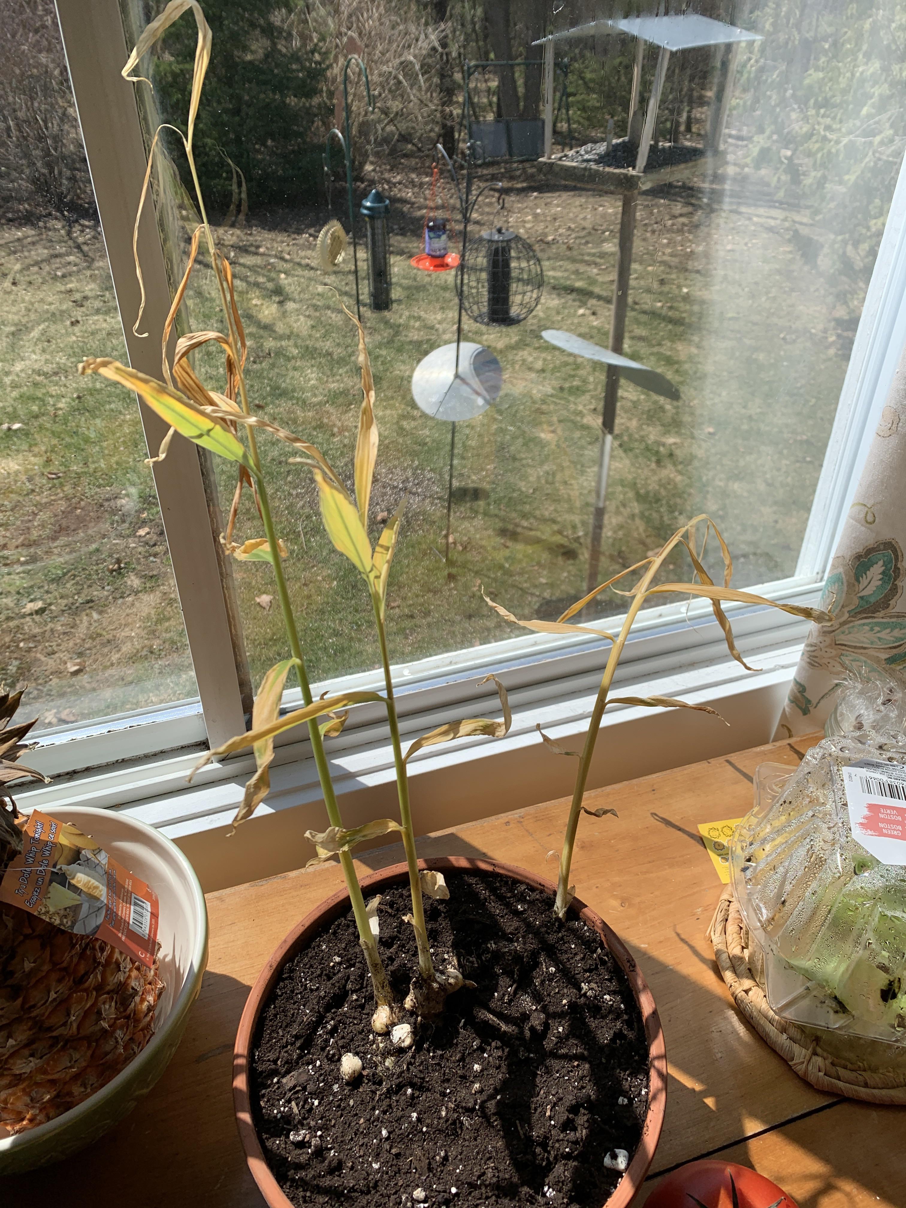 Dying ginger please help! I recently repotted it to try to bring it