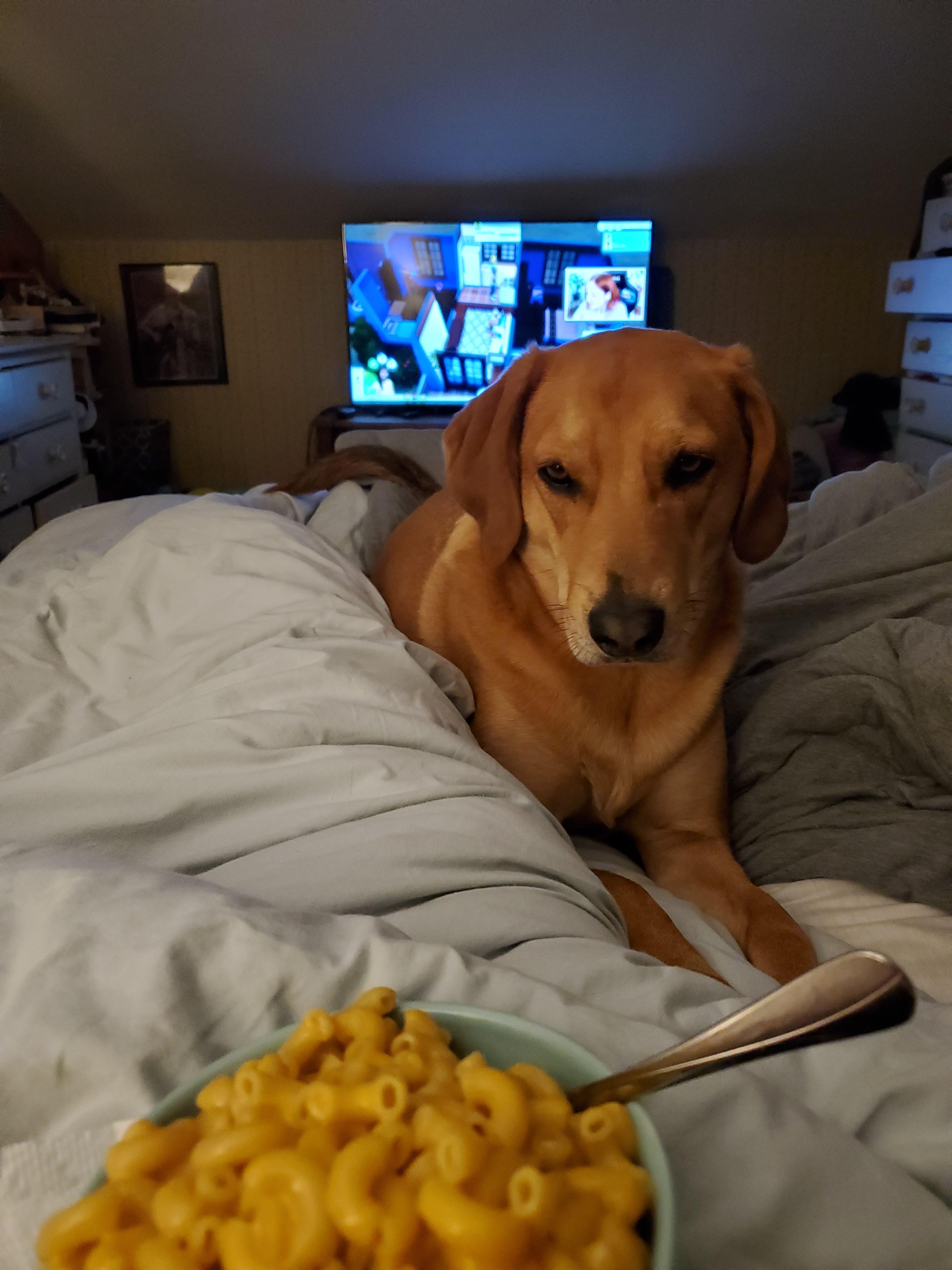 I'm 5 and this is macaroni and a dog r/Im5andthisismacaroni
