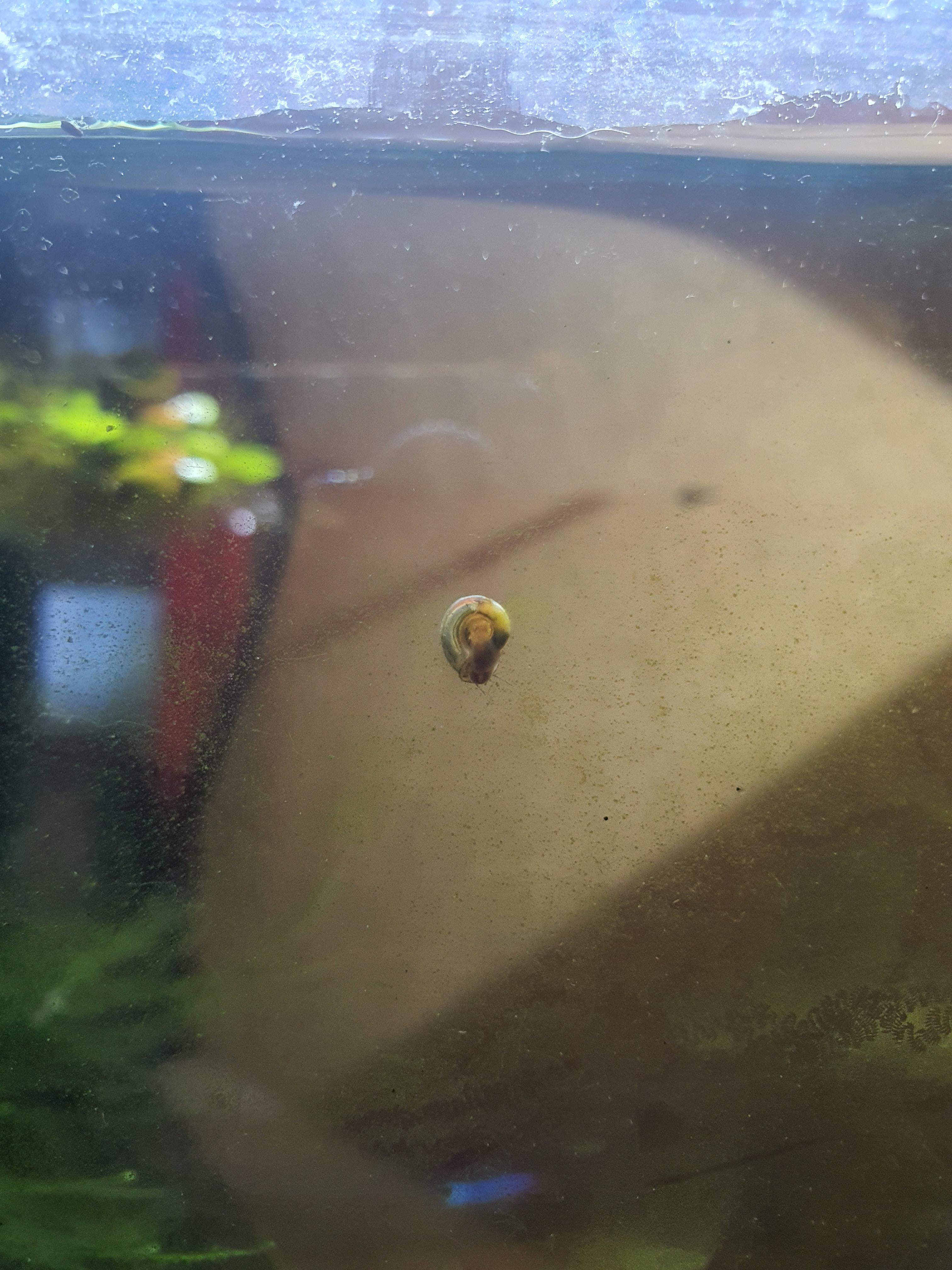 I woke up to find this snail in my aquarium out of no where. Can