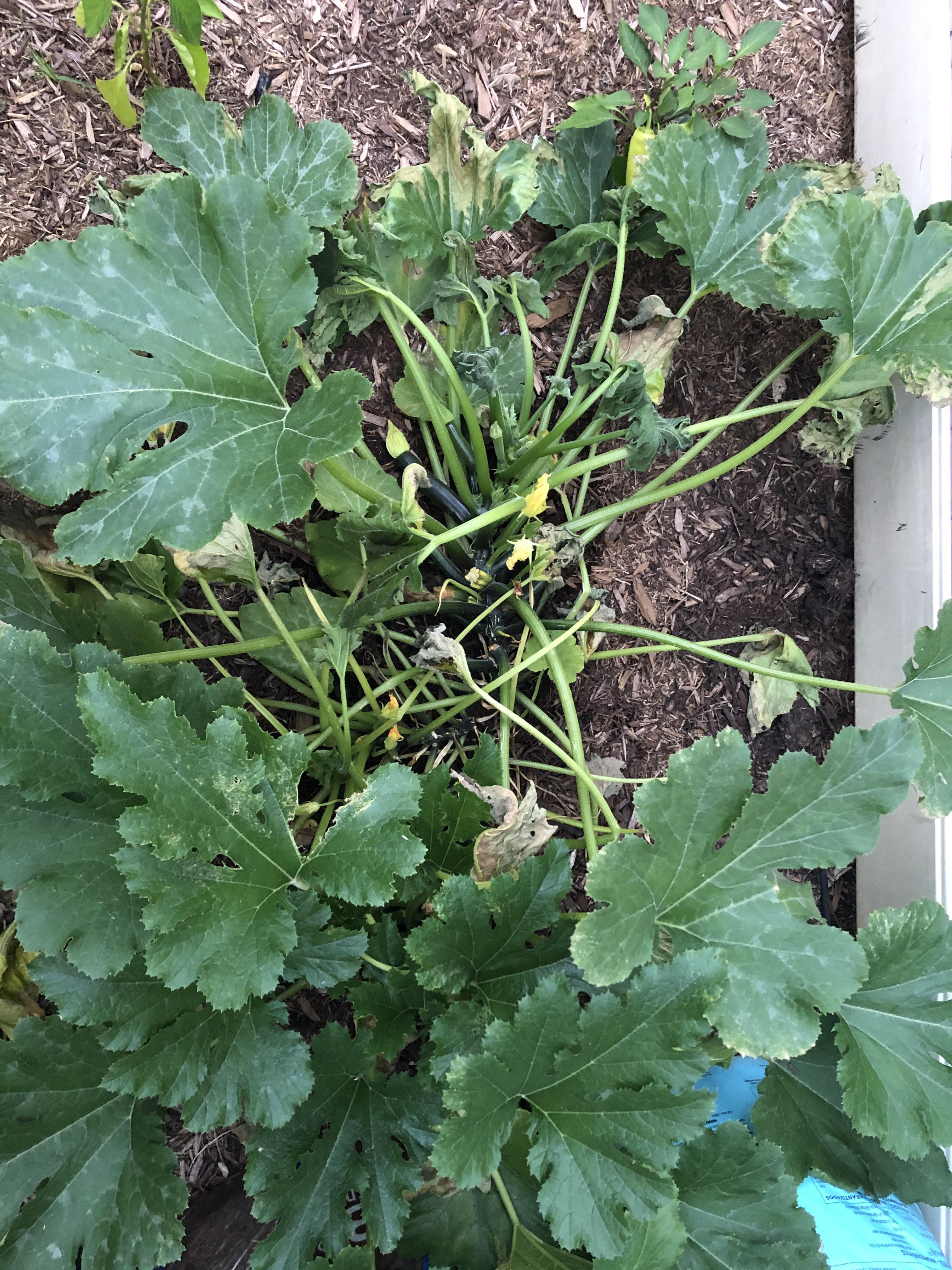 Half of my zucchini plant suddenly died. Why?! r/gardening