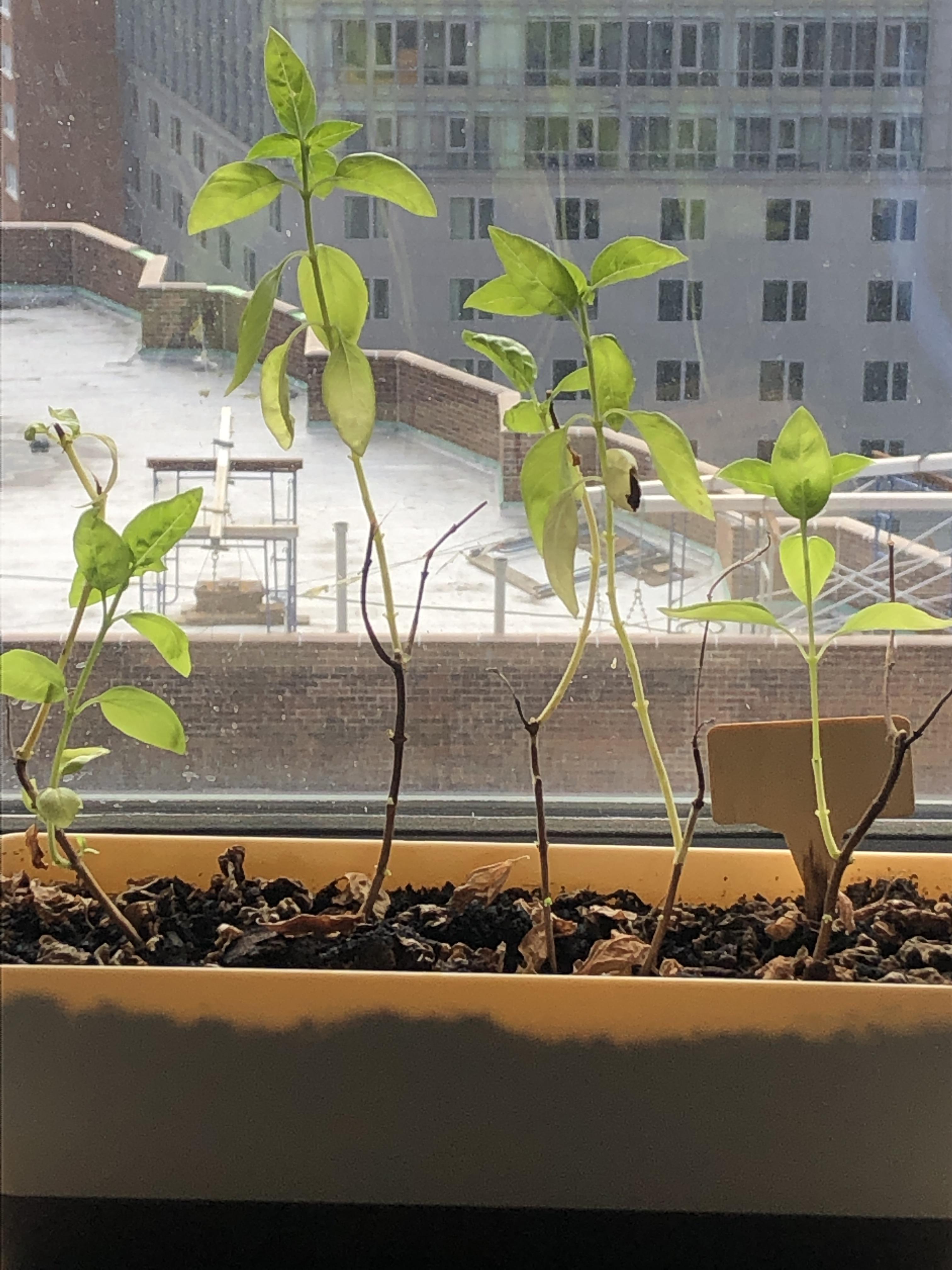 Basil not growing many leaves?