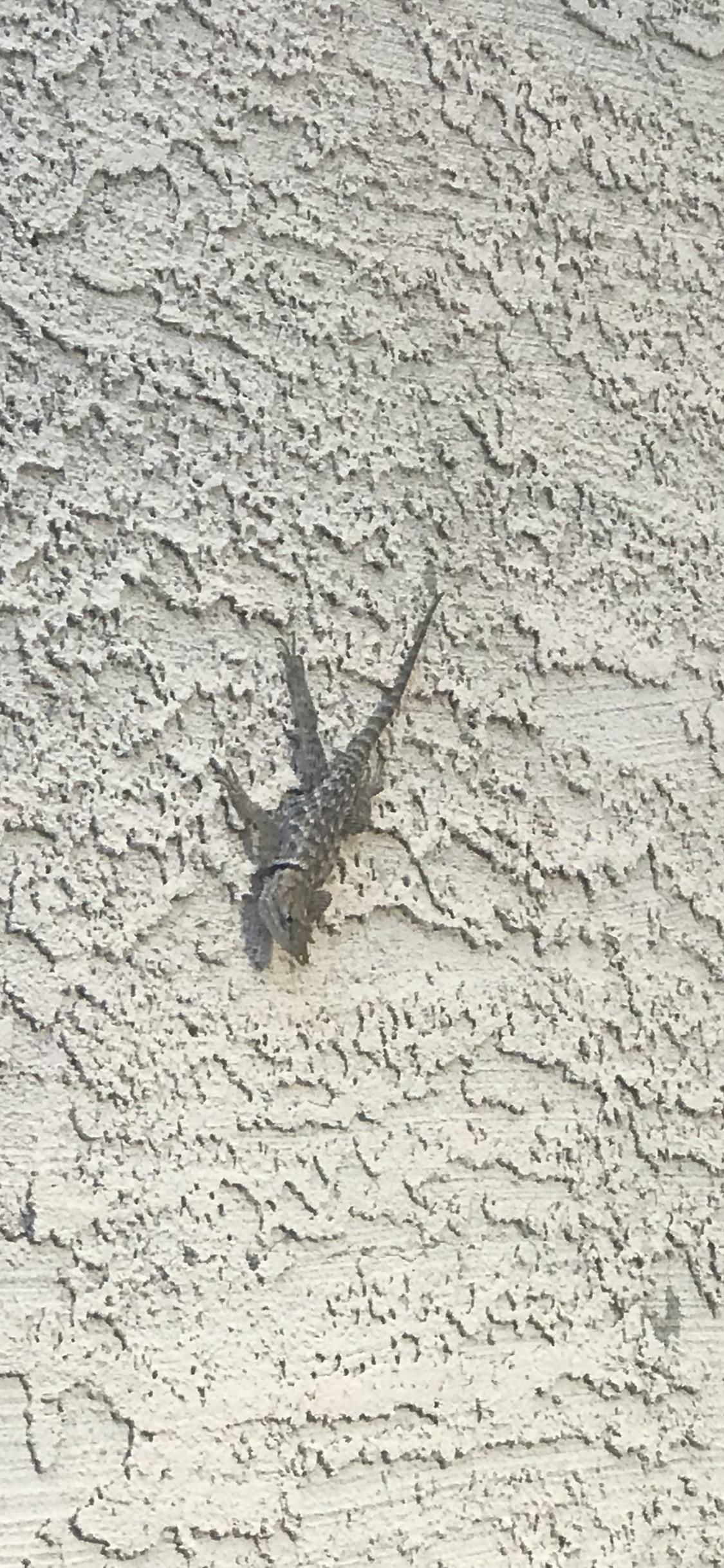 What kind of lizard is this? Located in Las Vegas, NV animalid