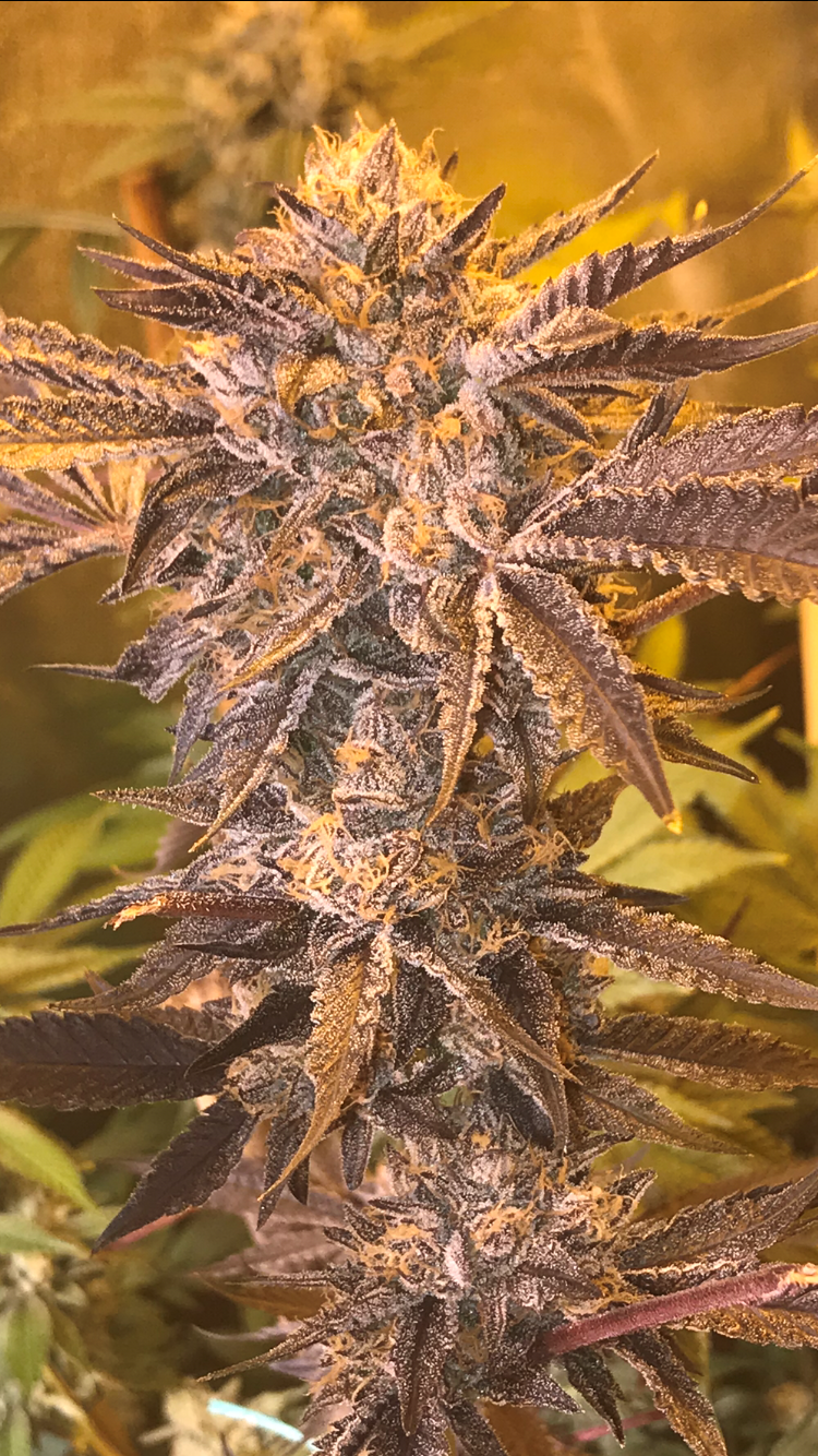 In house Dolato 8 weeks danking r/uktrees