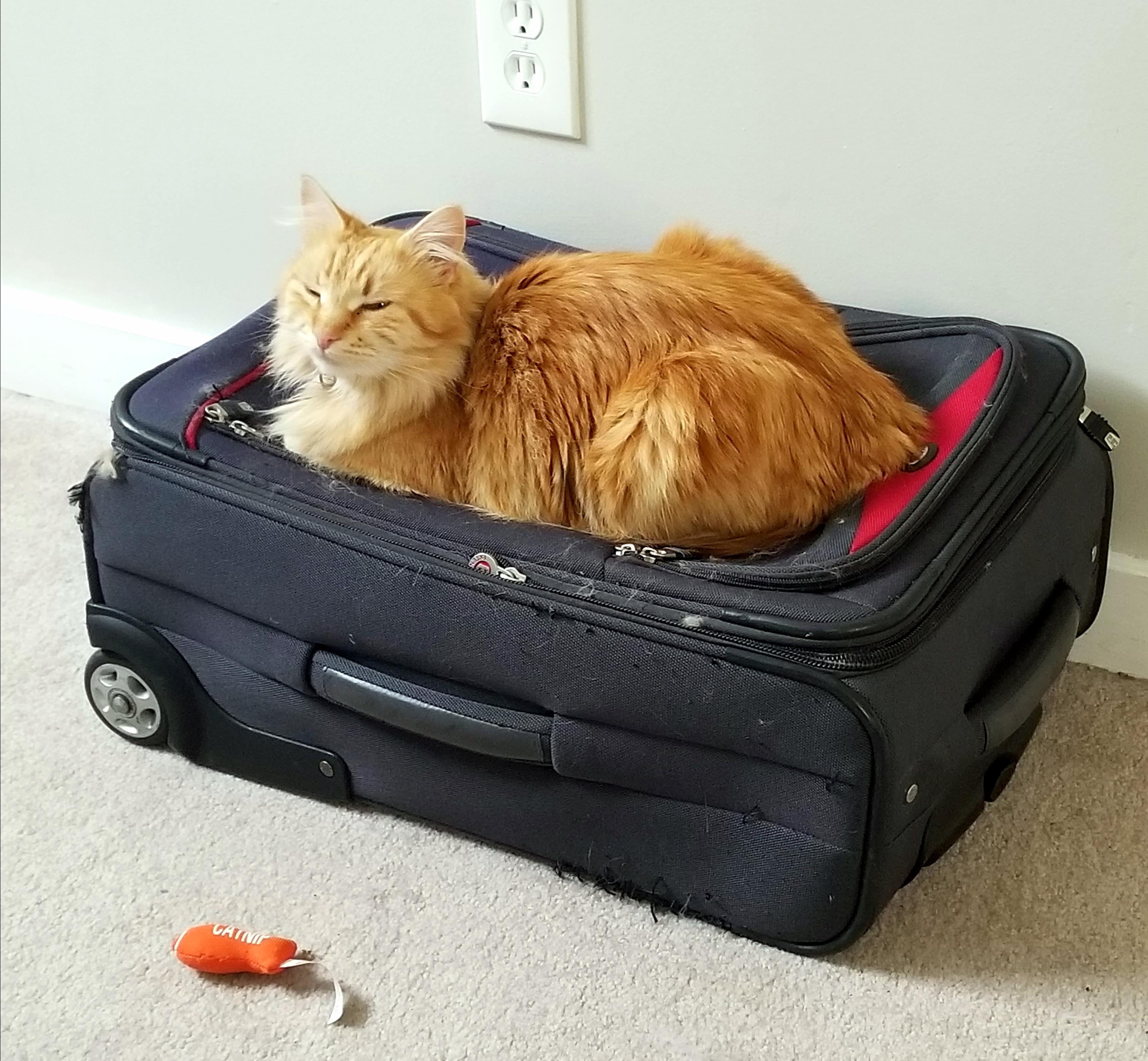 Carryon cat trap r/TheCatTrapIsWorking