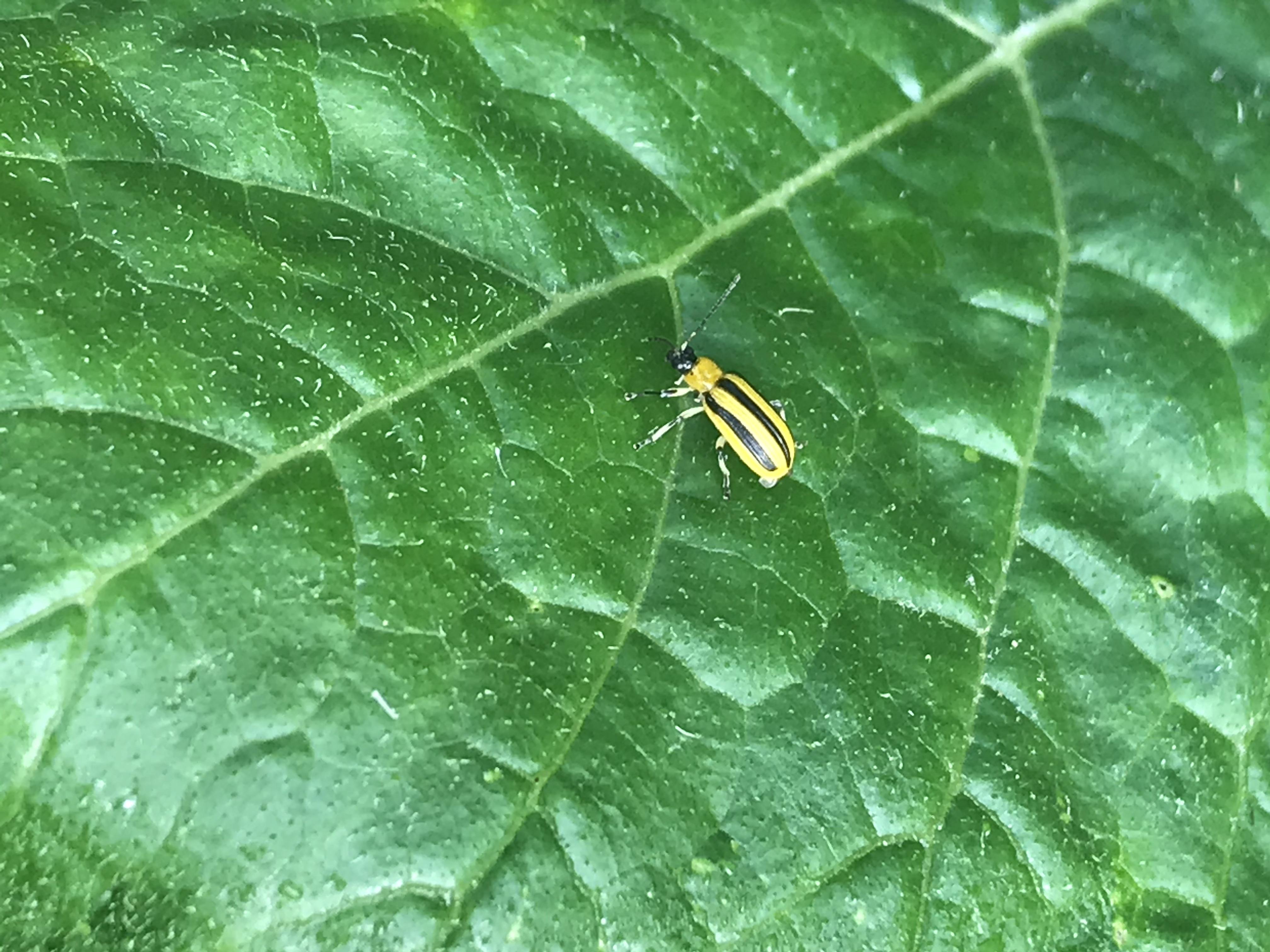 Does anyone know what bug this is/how to get rid of it? I found a few on my zucchini leaves. r