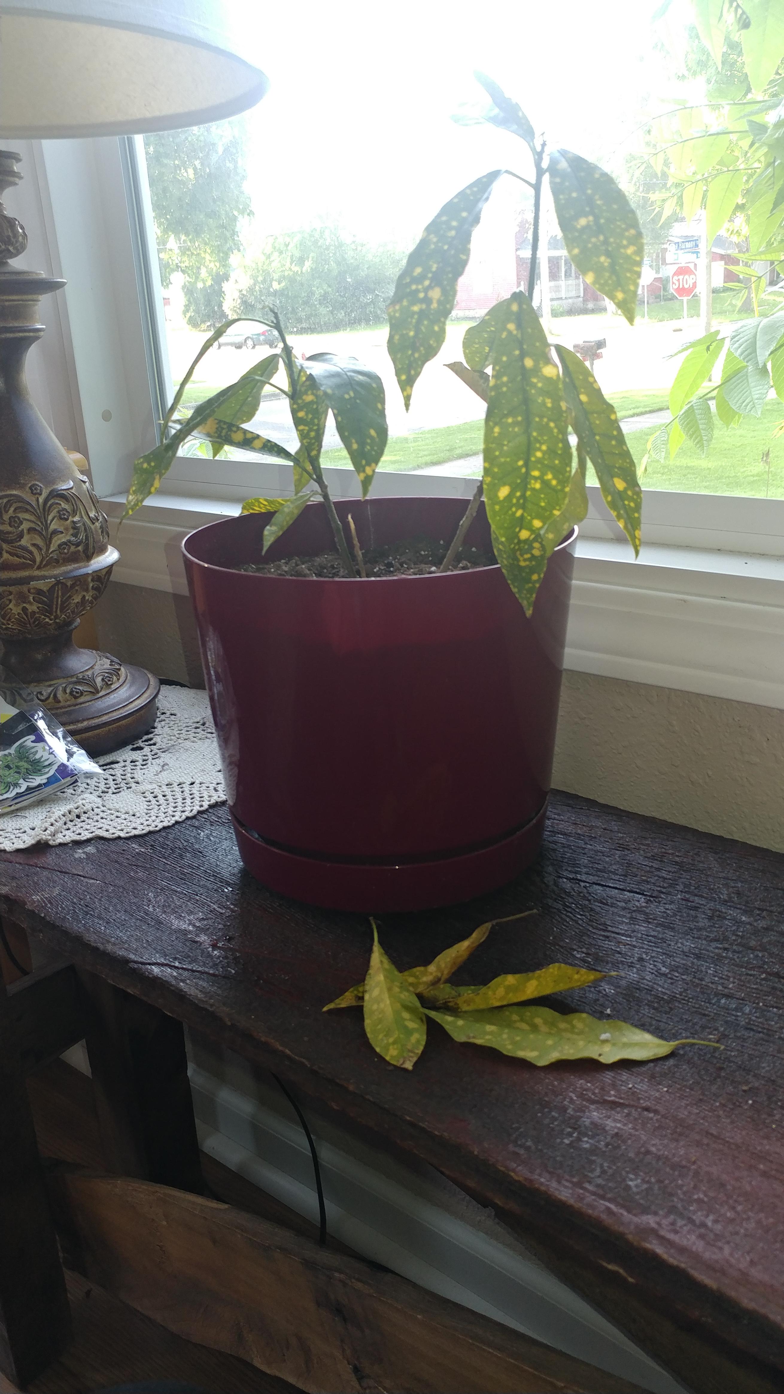 Why is my gold leaf croton sad and losing leaves?? Goldies soil is