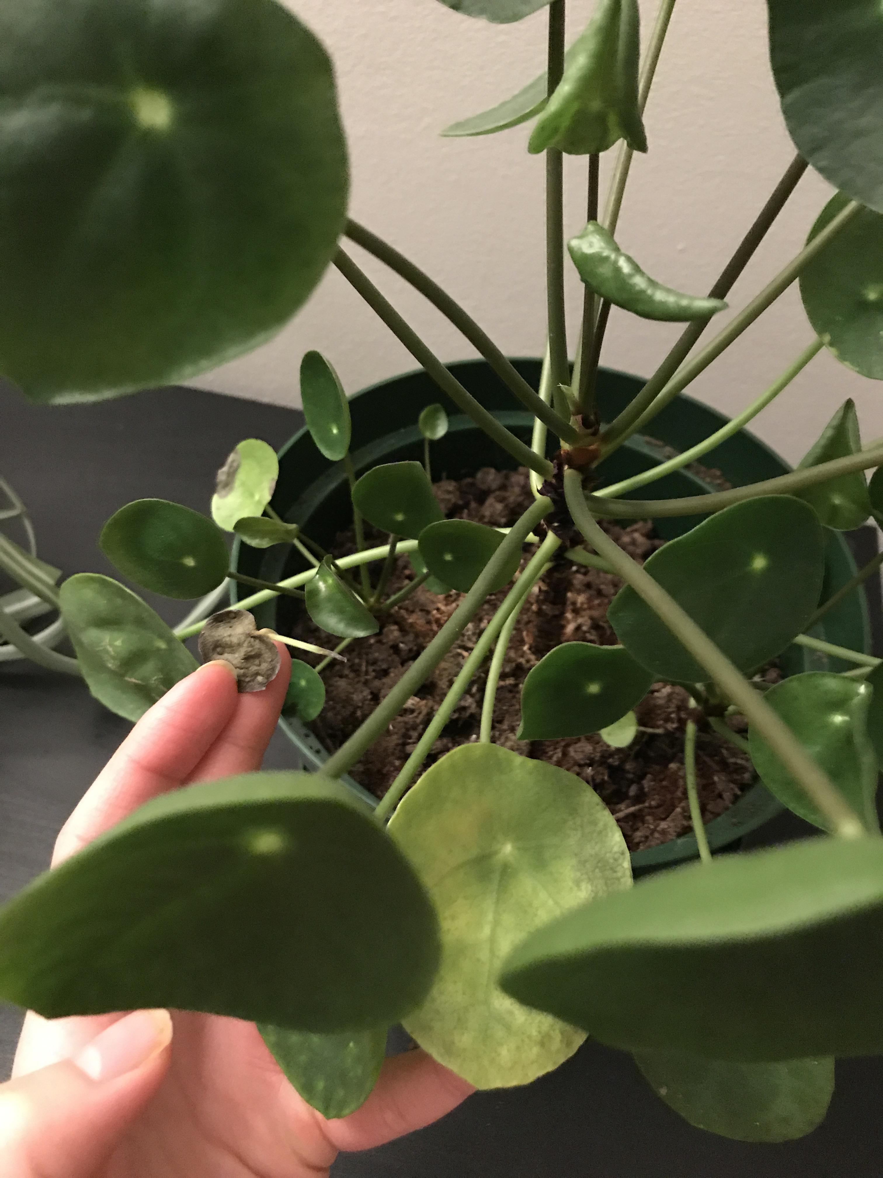 Help! My Pilea has been having a lot of old leaves that turn brown and