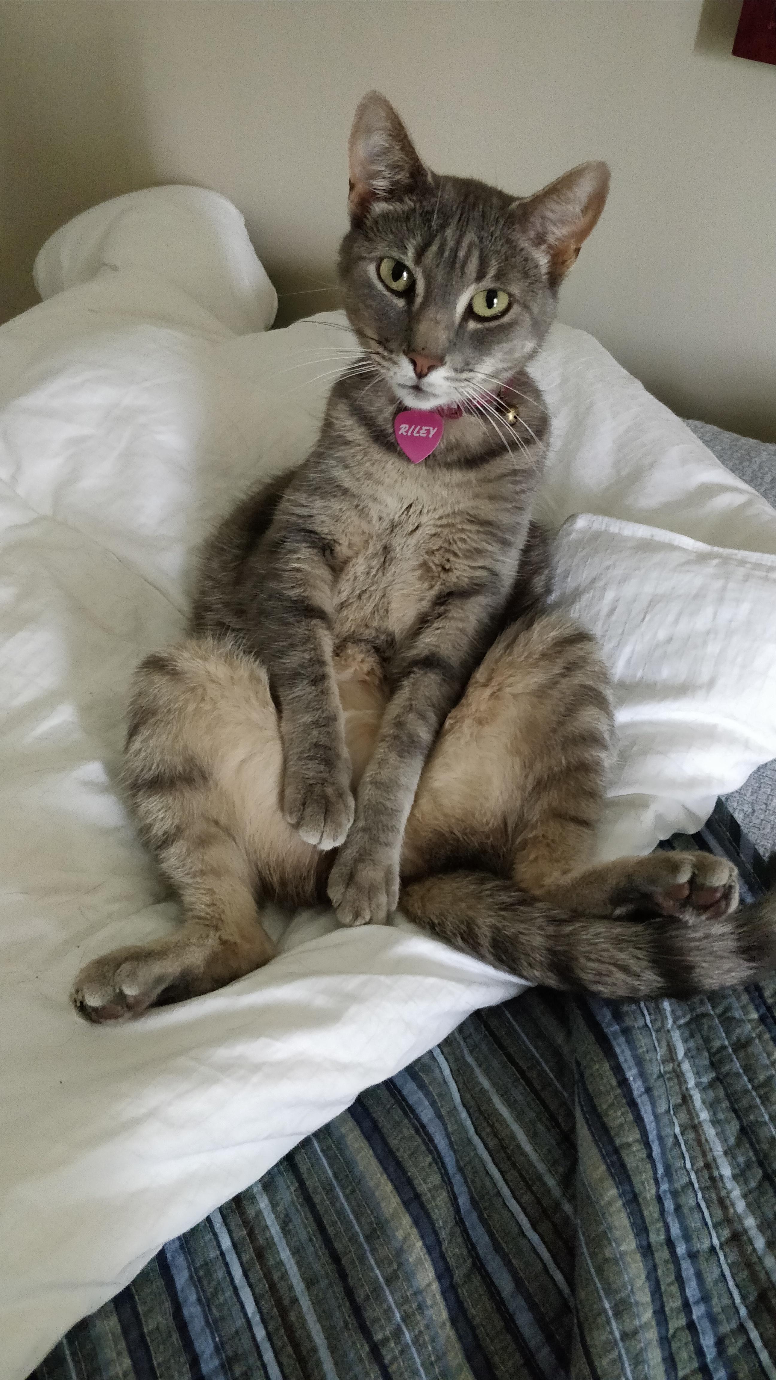 My cat sits like this when she cleans herself r/cats