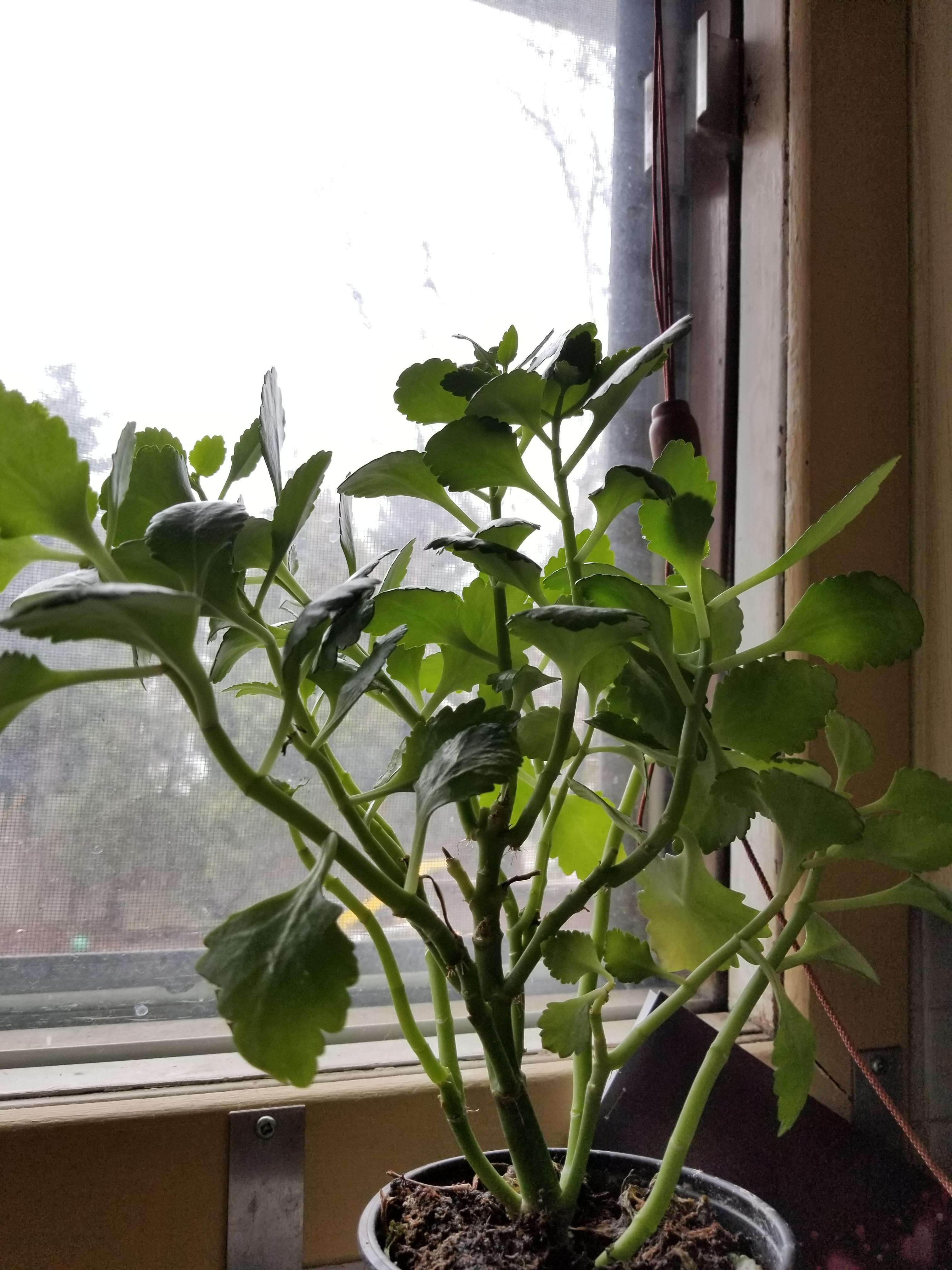 What can I do to help this poor, leggy kalanchoe? r/houseplants