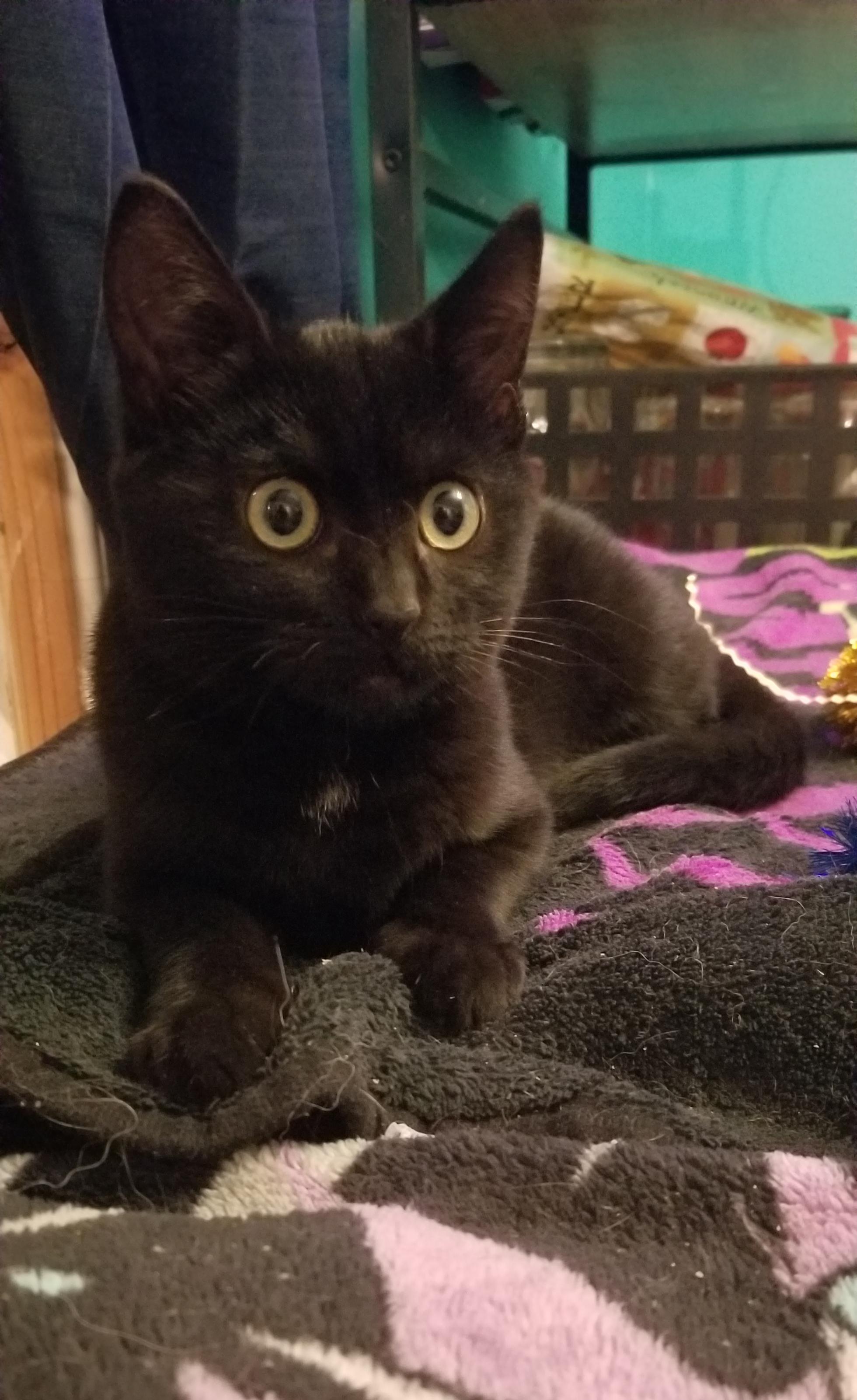 May I introduce Marcy! Short for Marceline the Wee Vampire Queen. r/cats