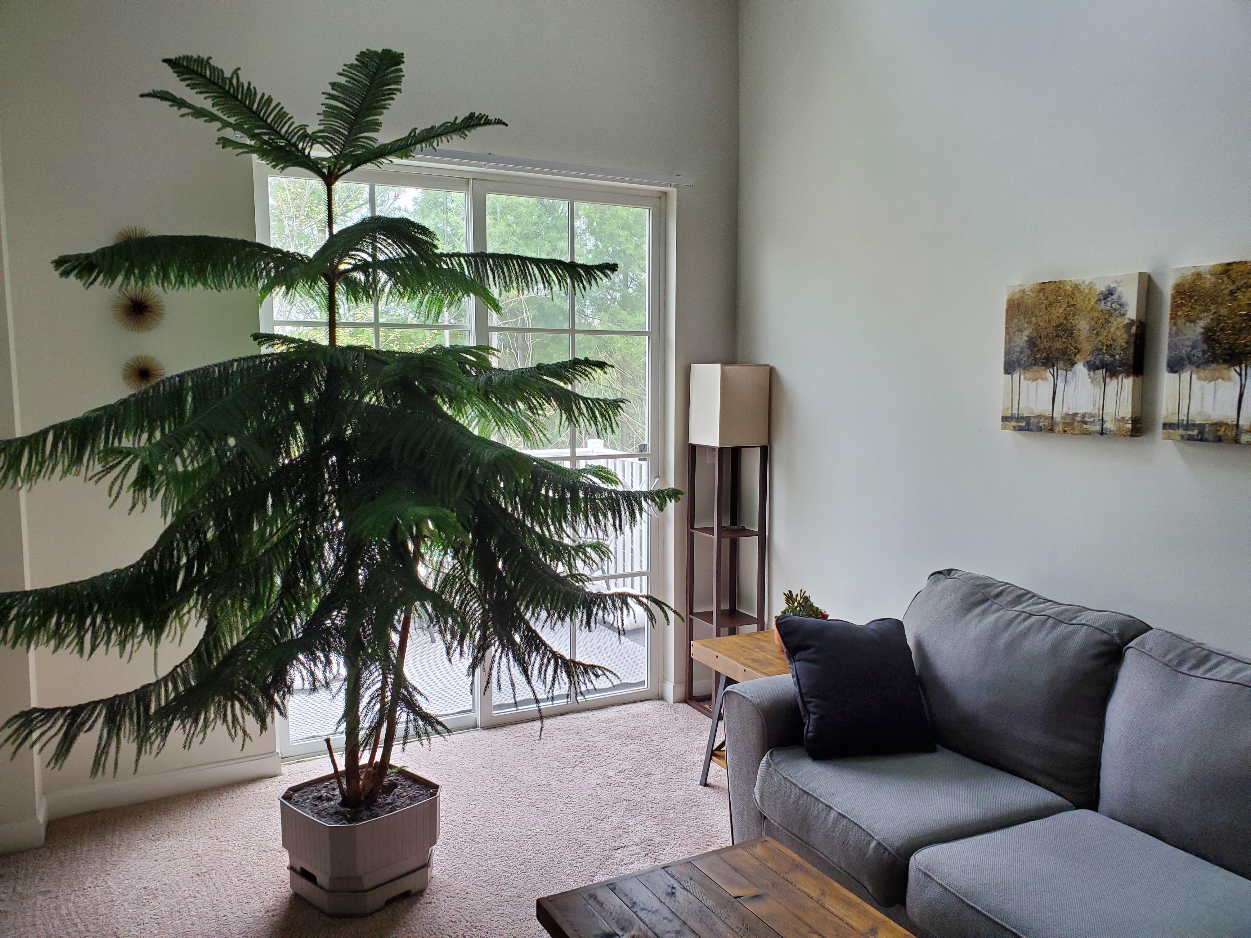 My 8' Norfolk Island Pine r/houseplants