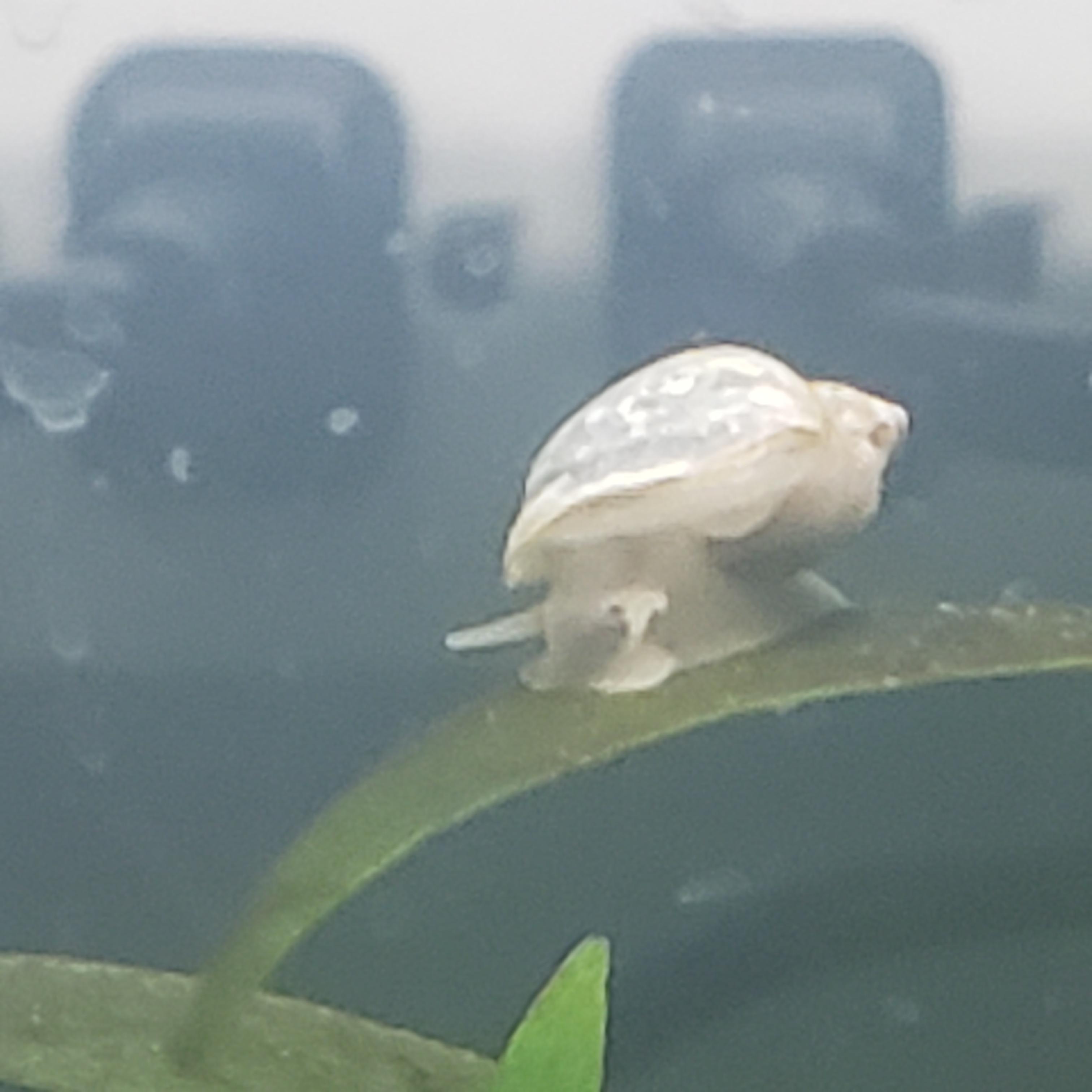 Baby mystery snail?? Or light colored bladder snail. I have three large