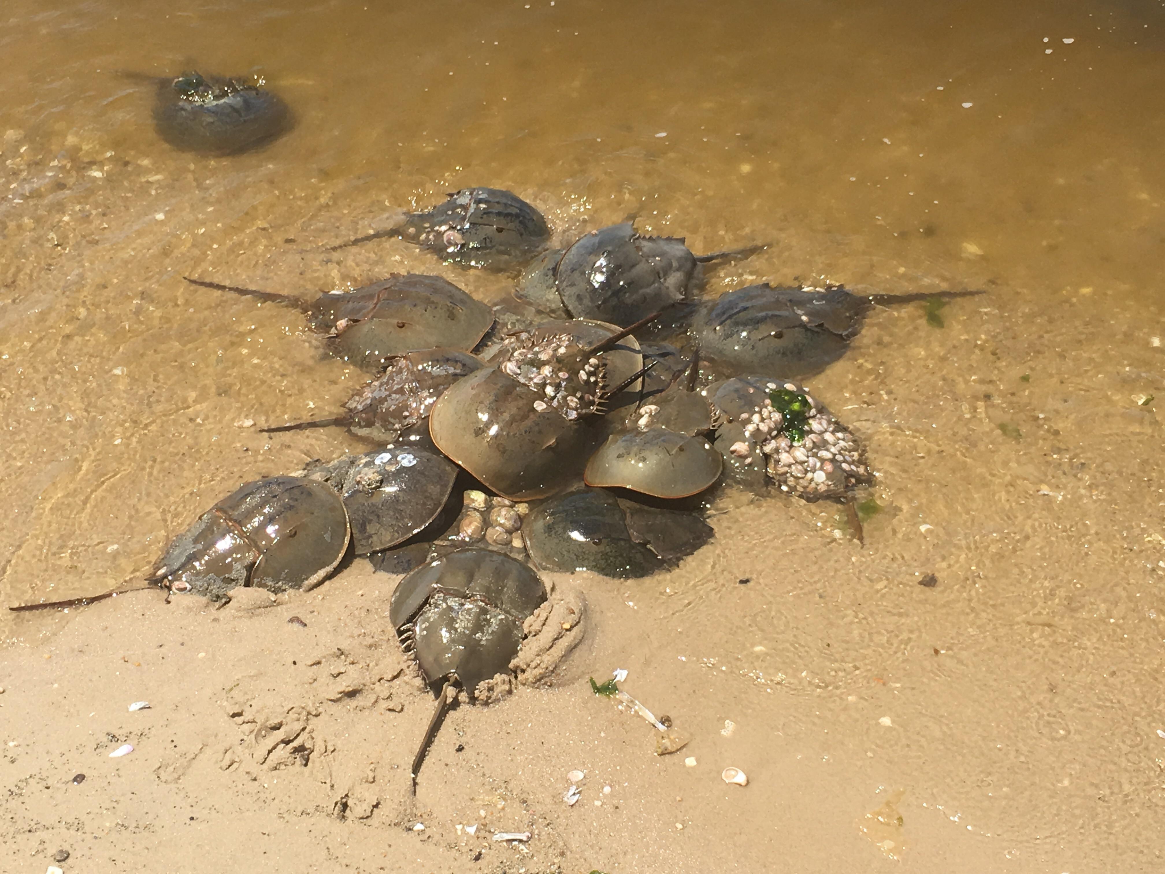 🔥 It’s horseshoe crab mating season my dudes 🔥 r/NatureIsFuckingLit