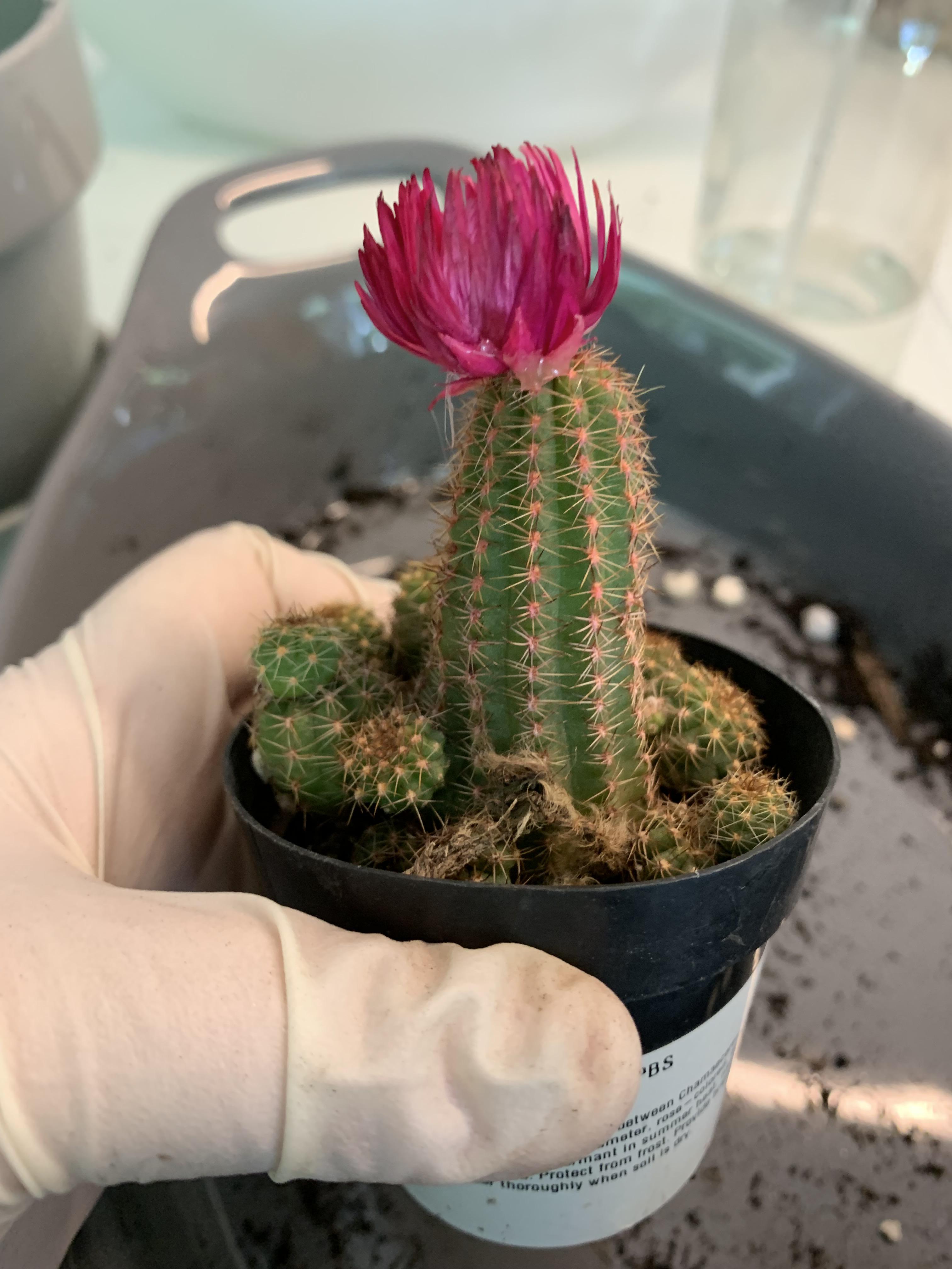 Cactus from Home Depot, look closely. I think the flower is hot glued on? Can I help this little