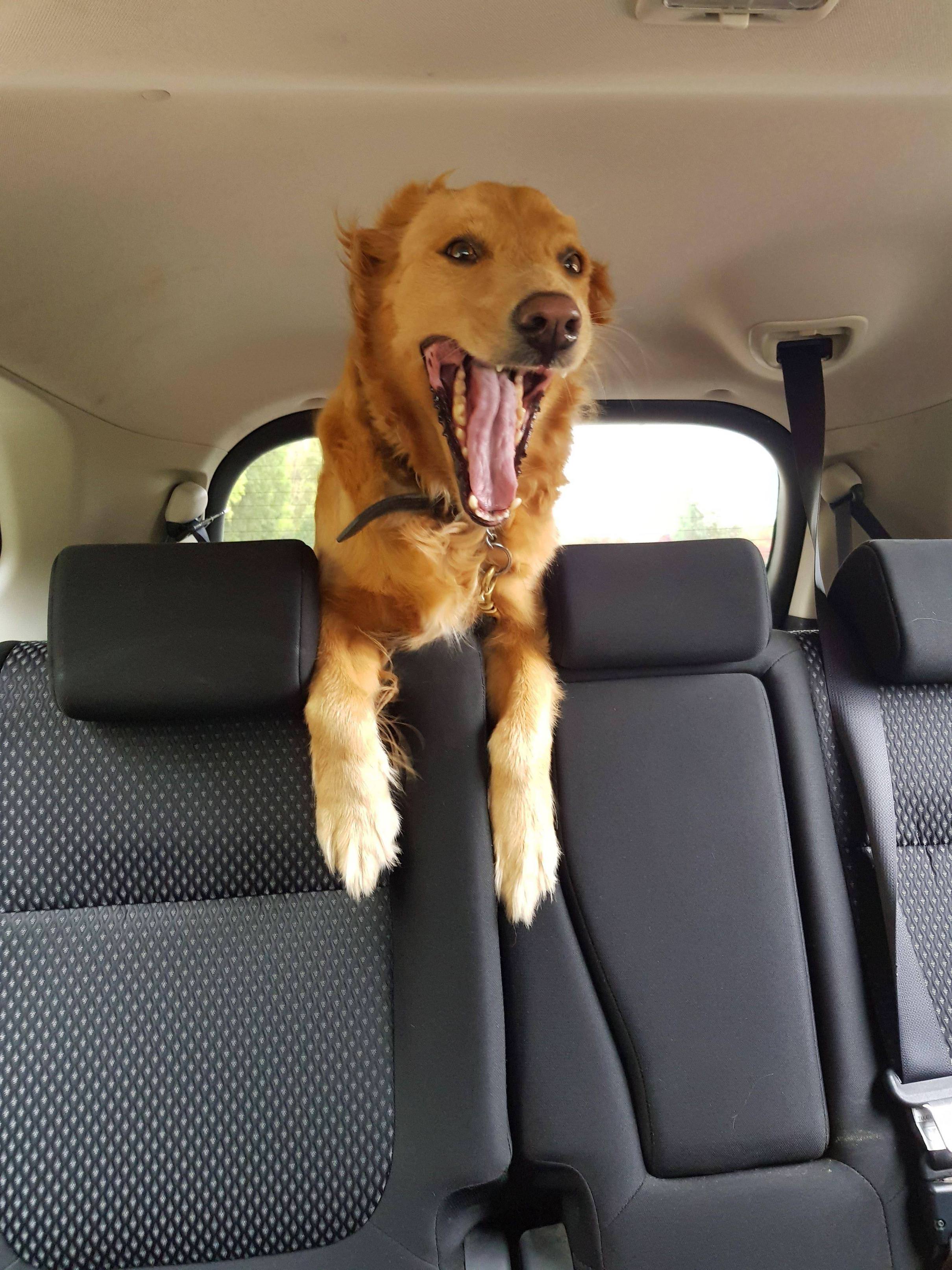 LifePupperTip car ridesies can be scary, but just enjoy the ride and u