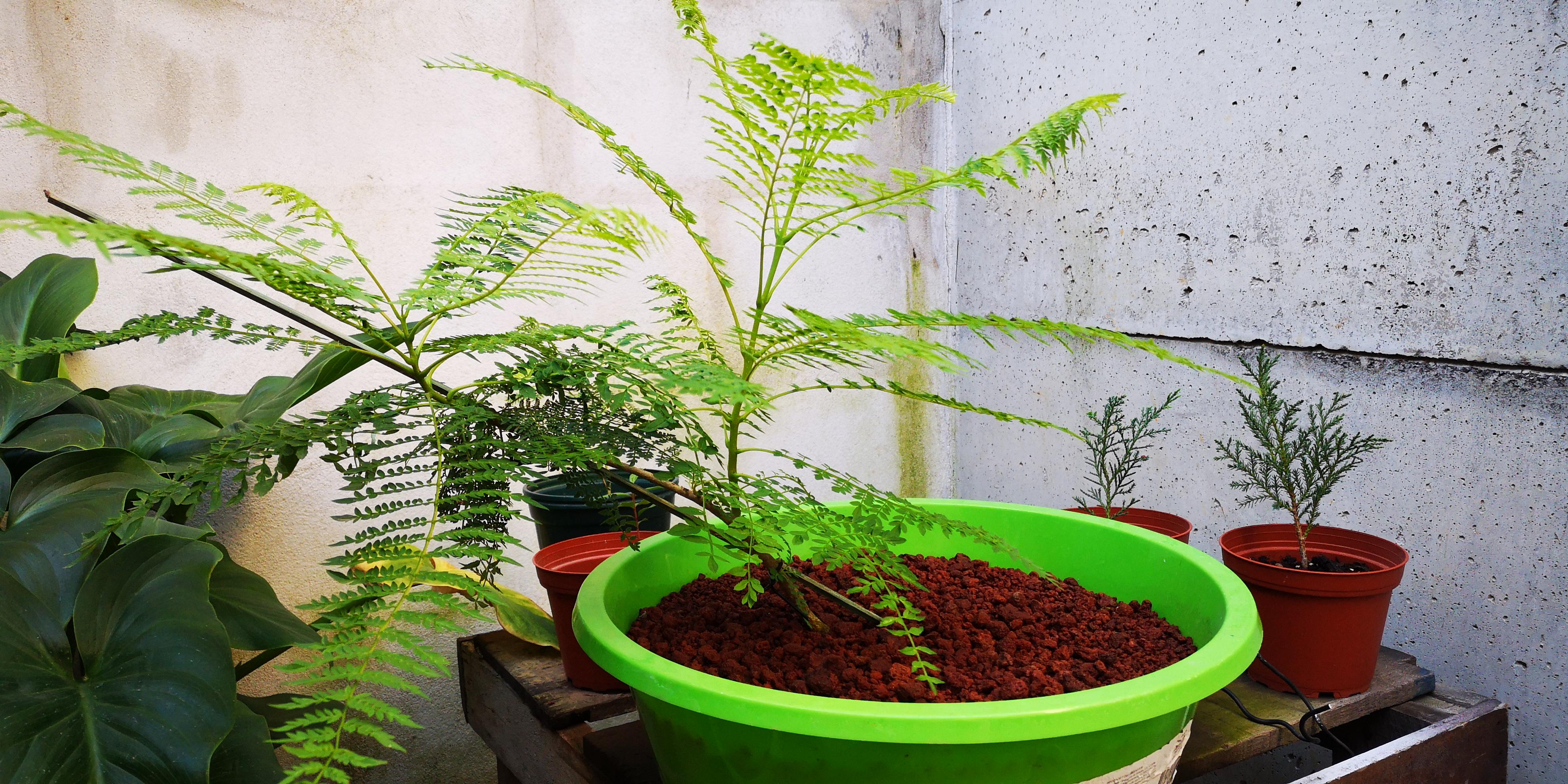 Jacaranda bonsai bending r/Bonsai