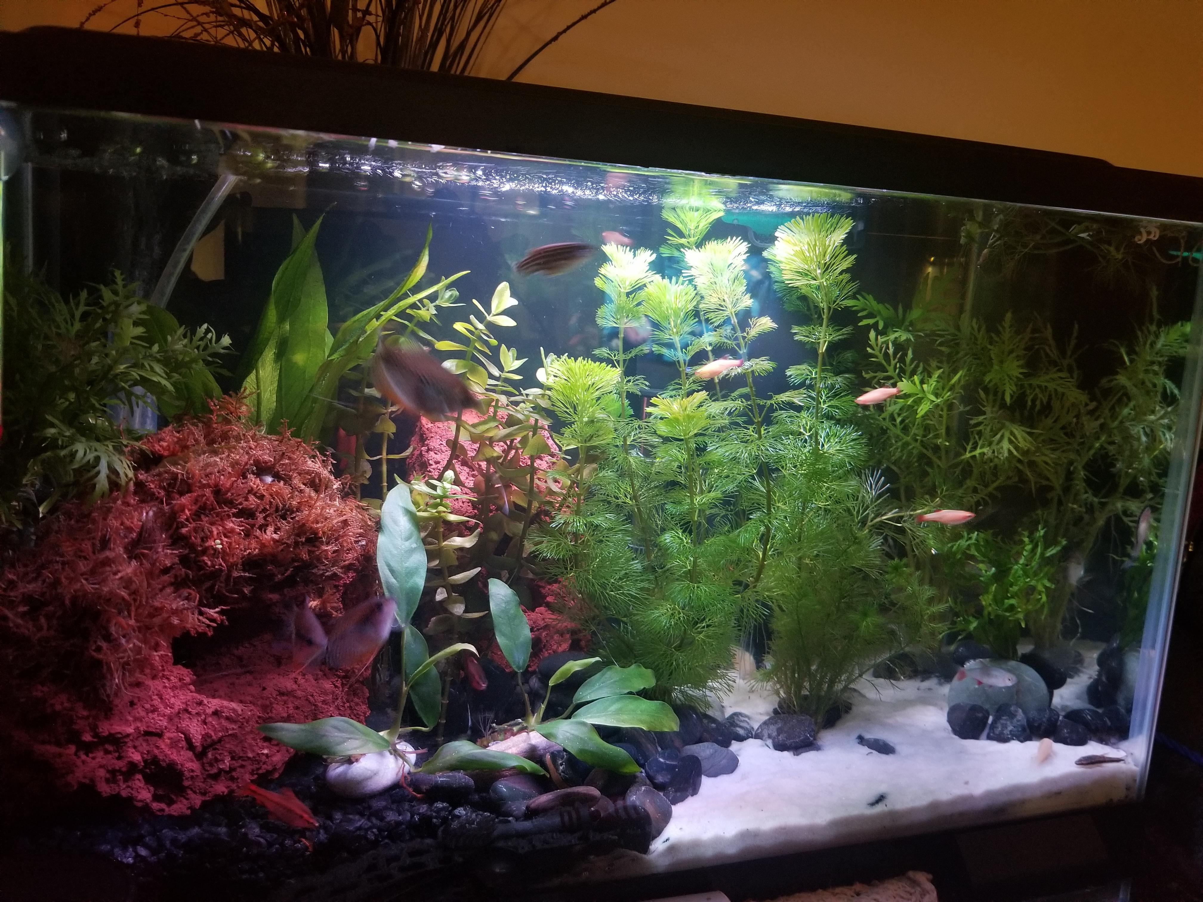 10 gallon planted aquarium. Lots of fish and lots of plants r/PlantedTank