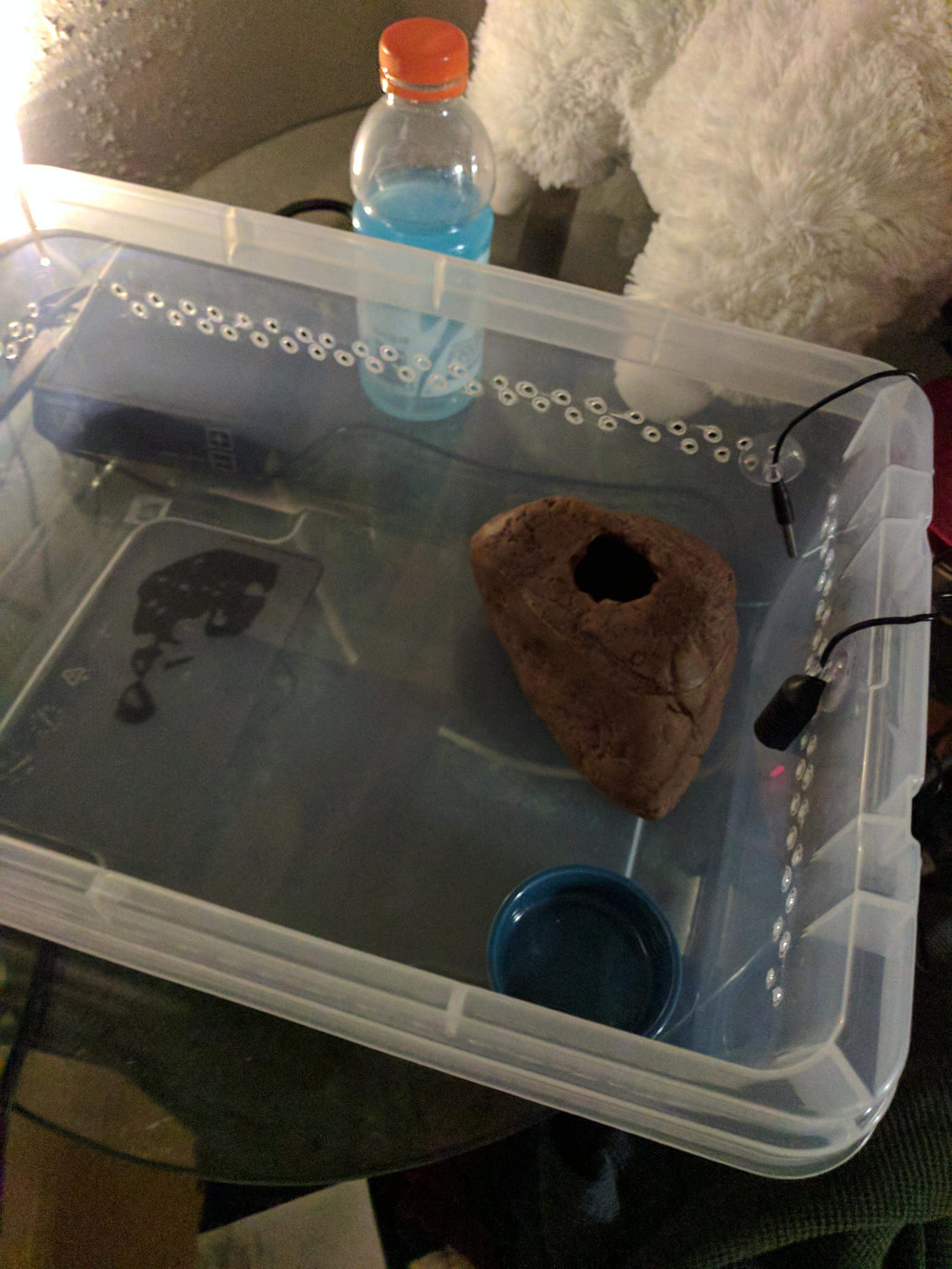 Kenyan Sand Boa Habitat. r/snakes