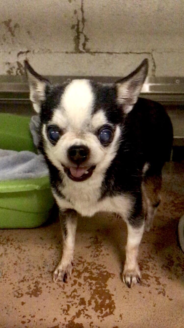 Have you ever seen a chihuahua/husky mix? This old man was just rescued