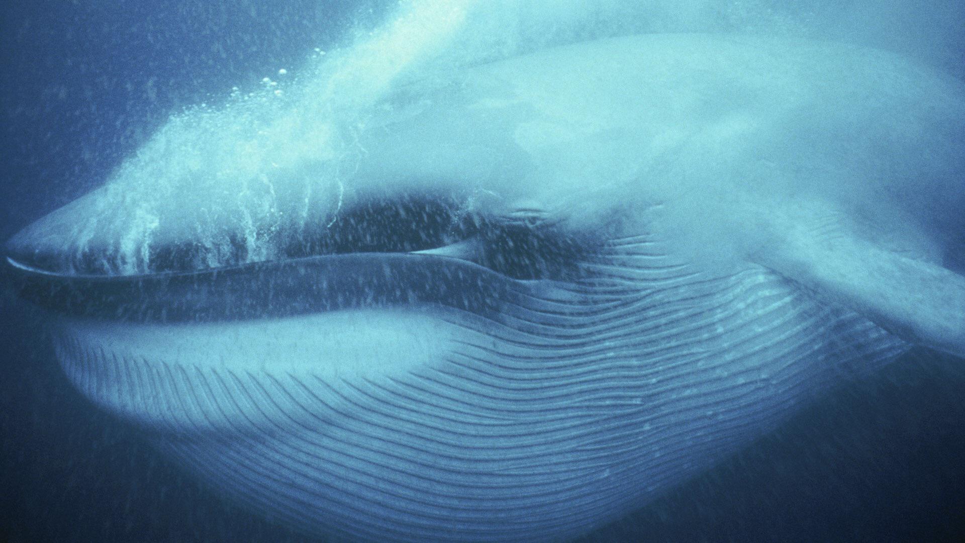 A Blue Whale eating krill. The throat grooves allow the whale to expand