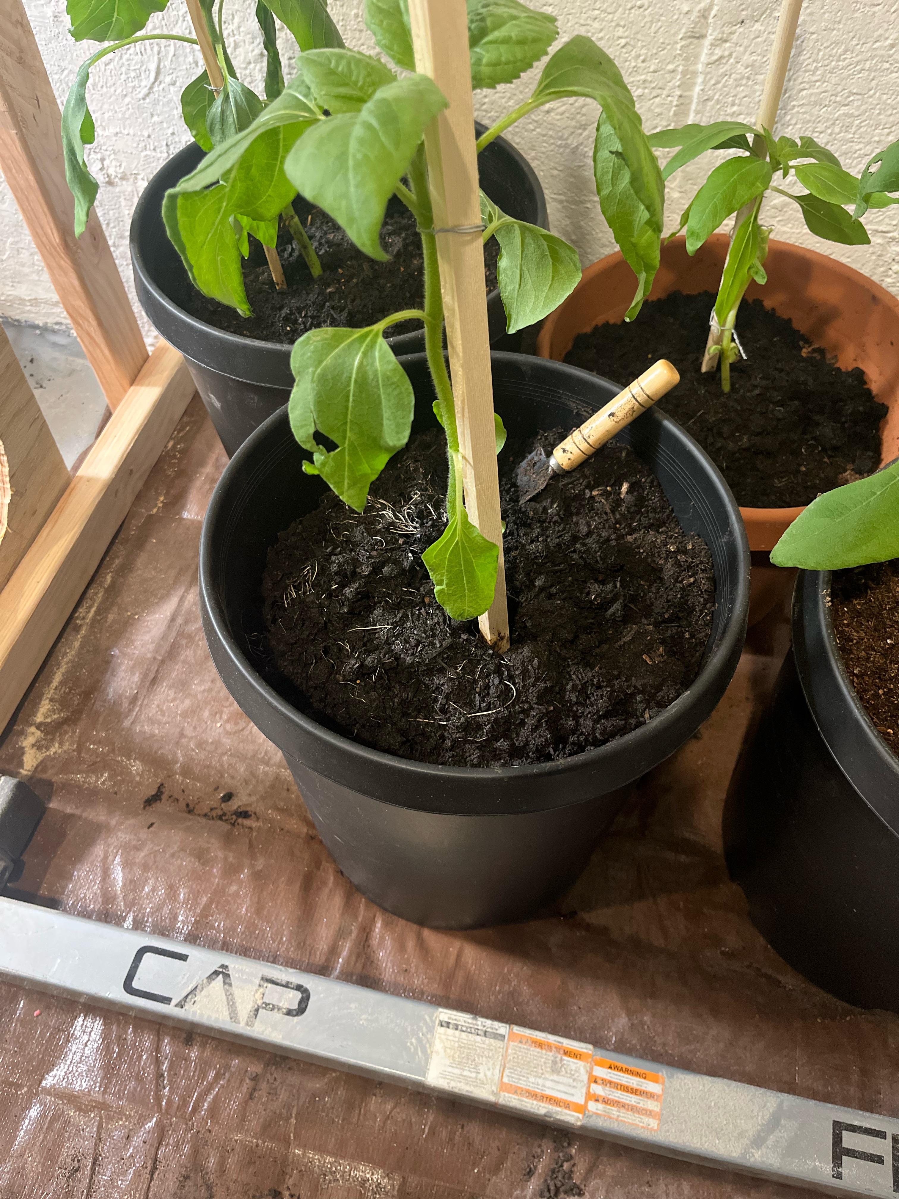 When I repotted my sunflower, I accidentally ripped a lot of the roots