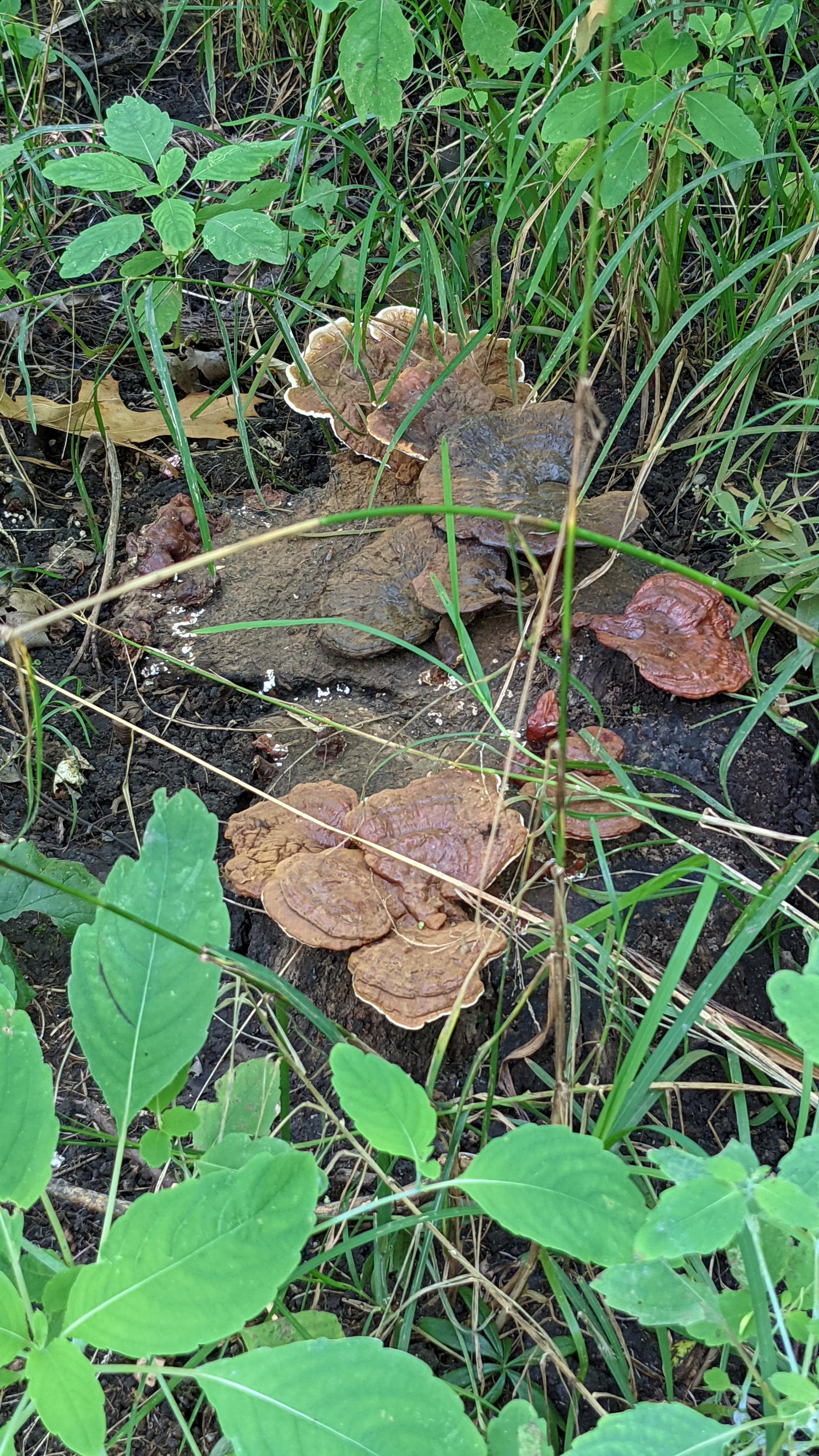 Found off a trail in a small wooded area in Southern Ontario. Curious