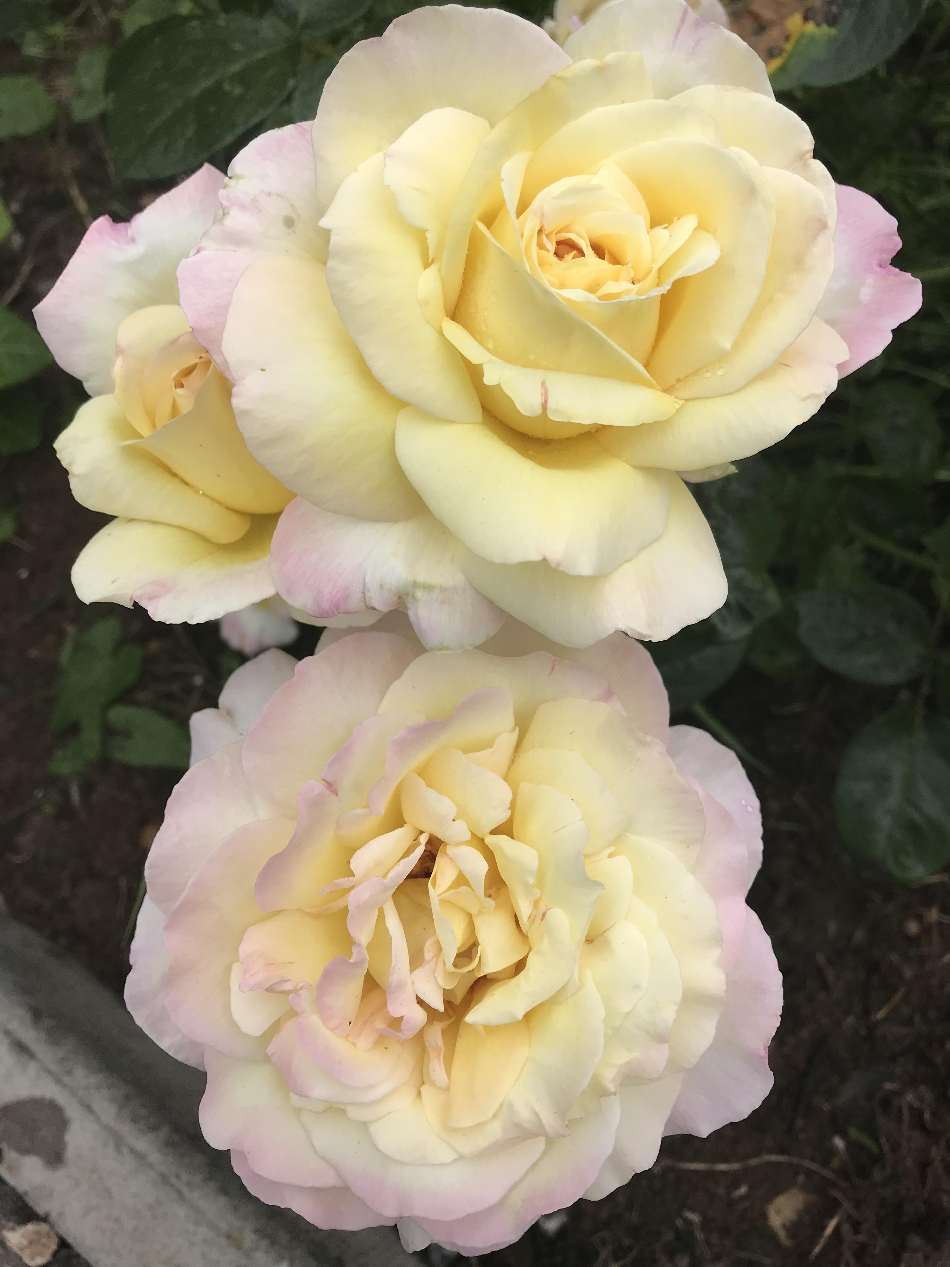Roses r/gardening