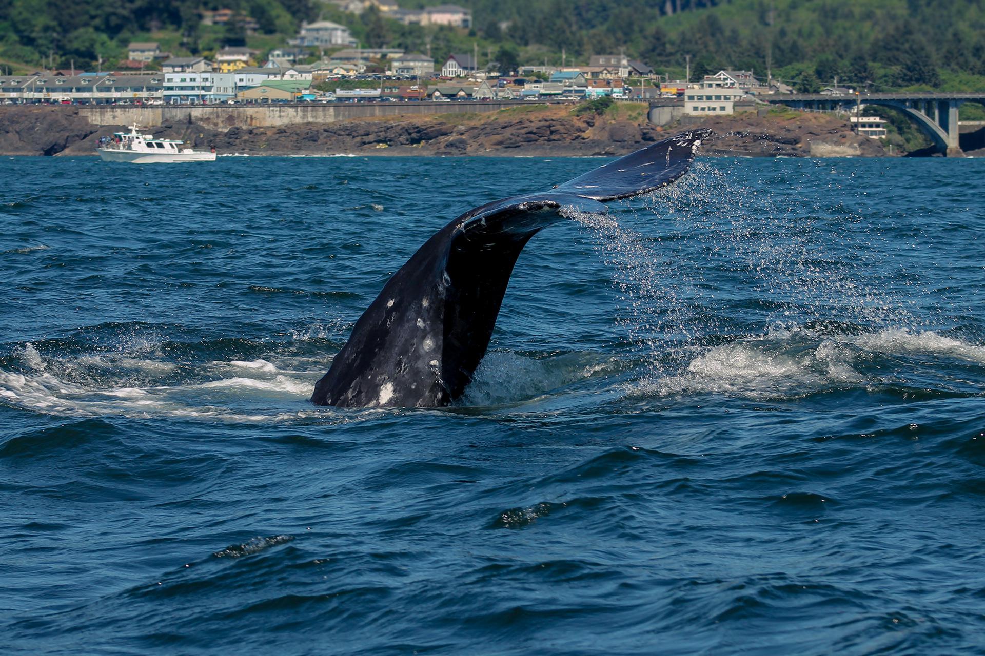 Grey whale, Depoe Bay. Truly excited for their return. r/oregon