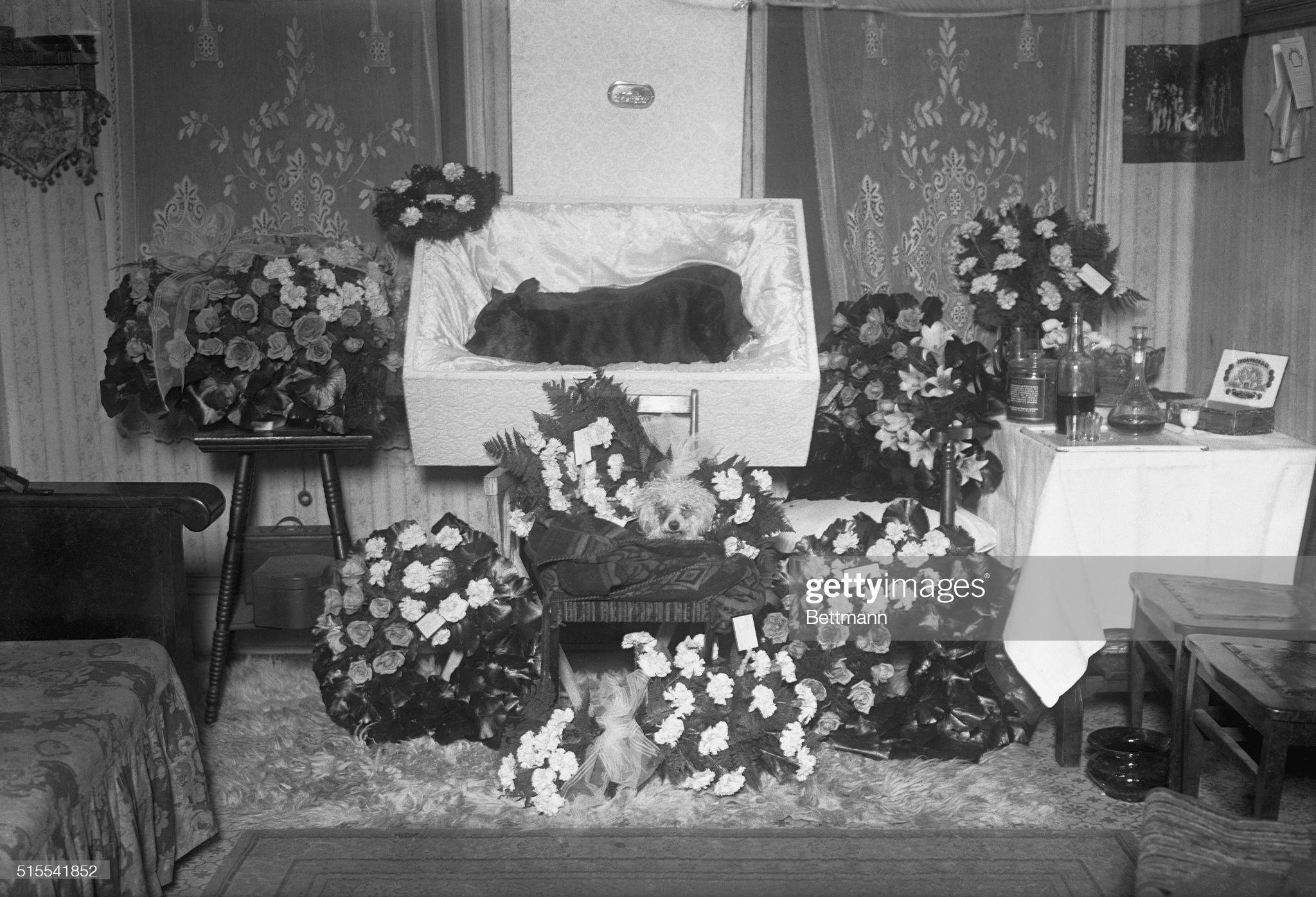 [February 7th, 1922] "Dog's funeral to cost 5200. Funeral services