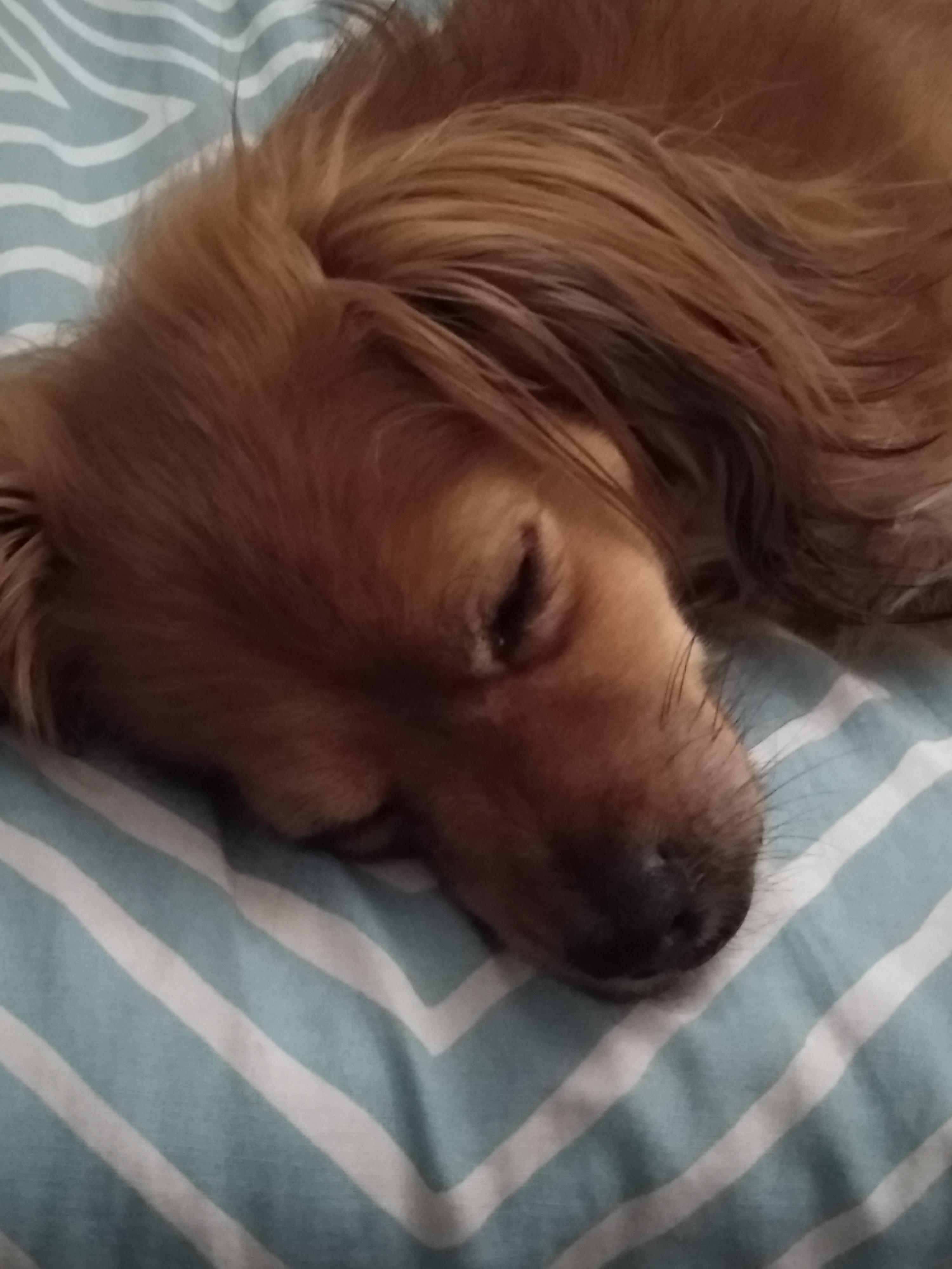 I took so many photos while my dog is sleeping r/aww