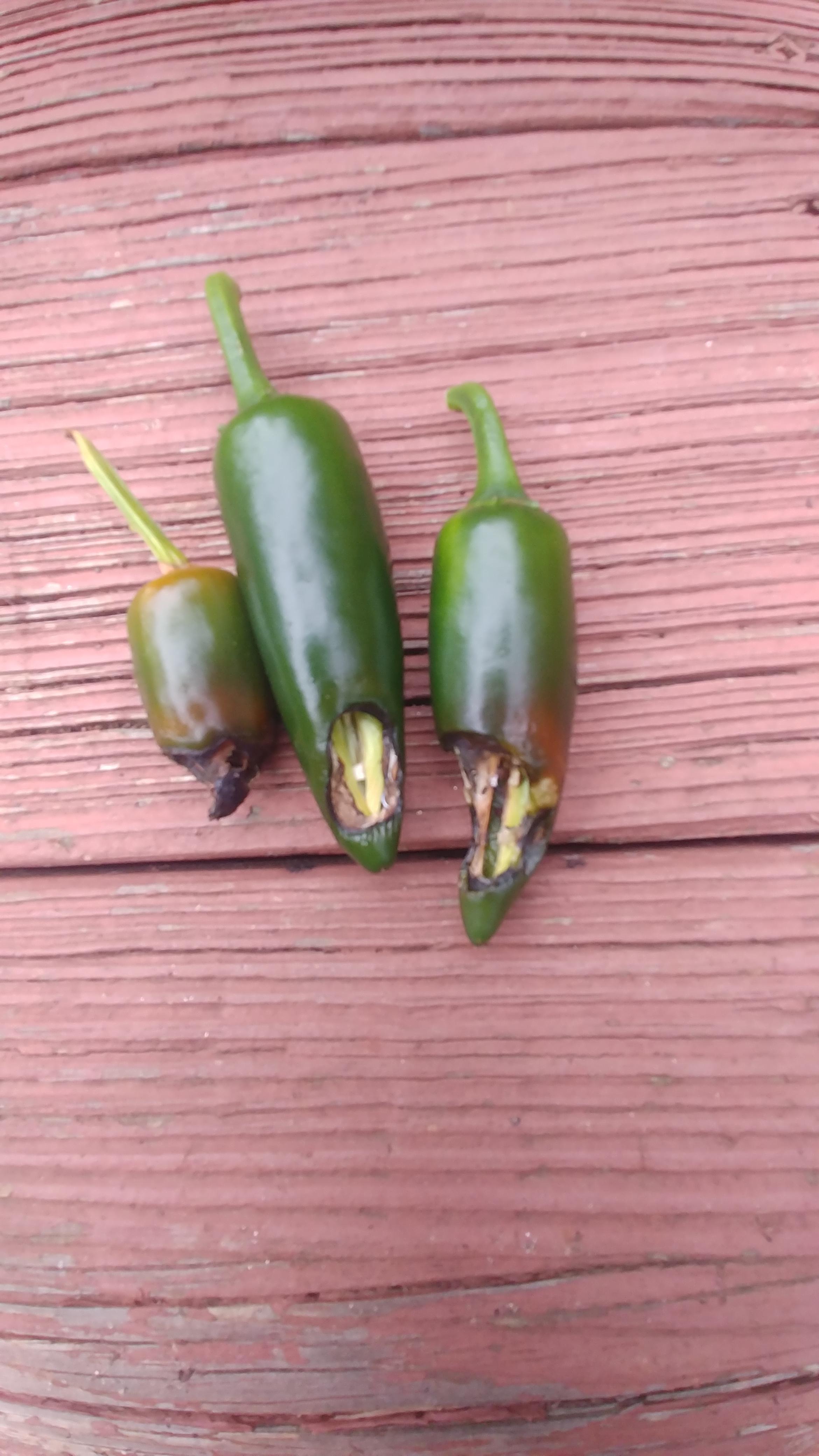 Zone 7b in GA. Been growing jalapenos for years and never seen this