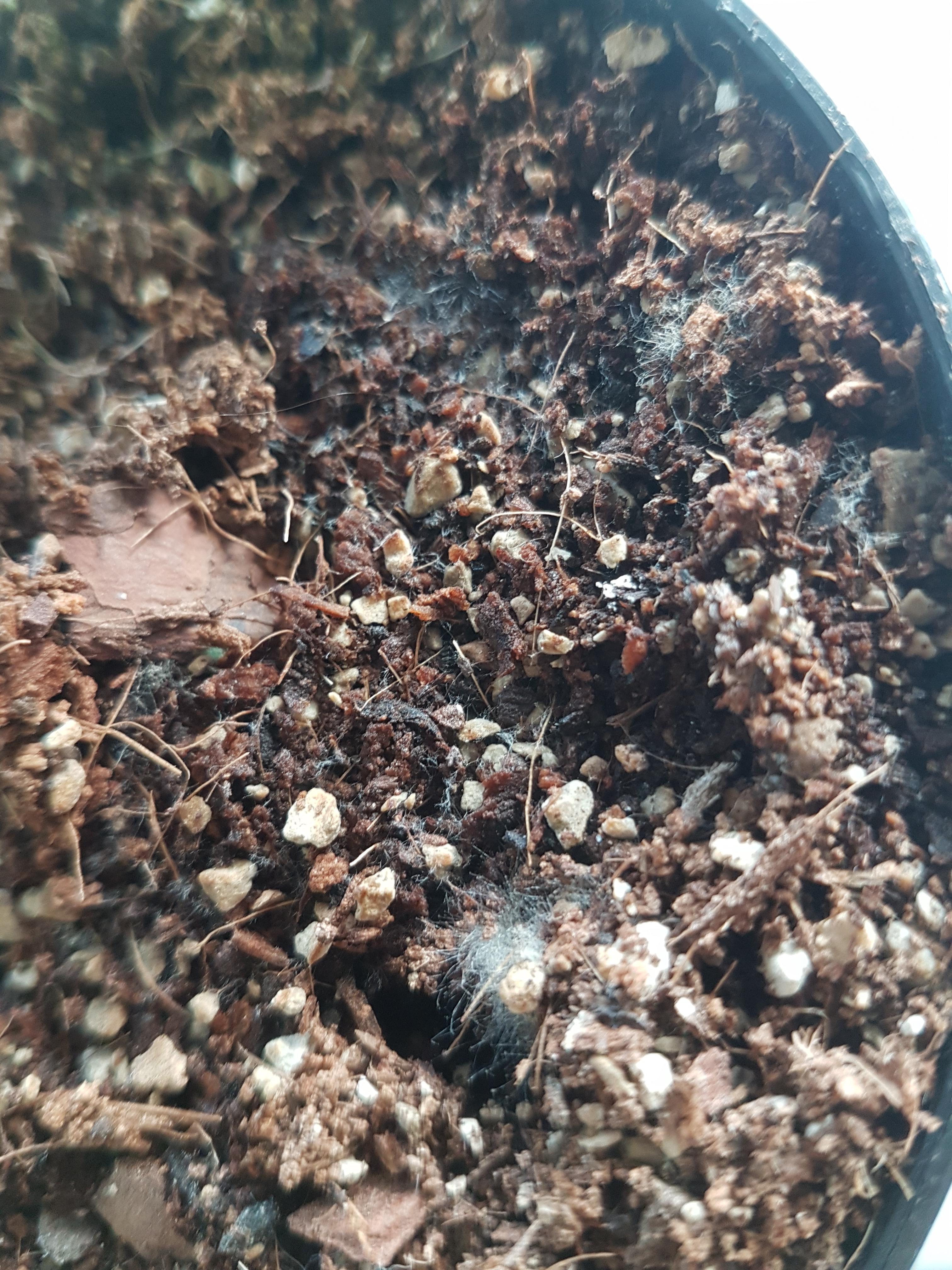 I found that white fuzzy stuff on top of the soil of my favorite plant