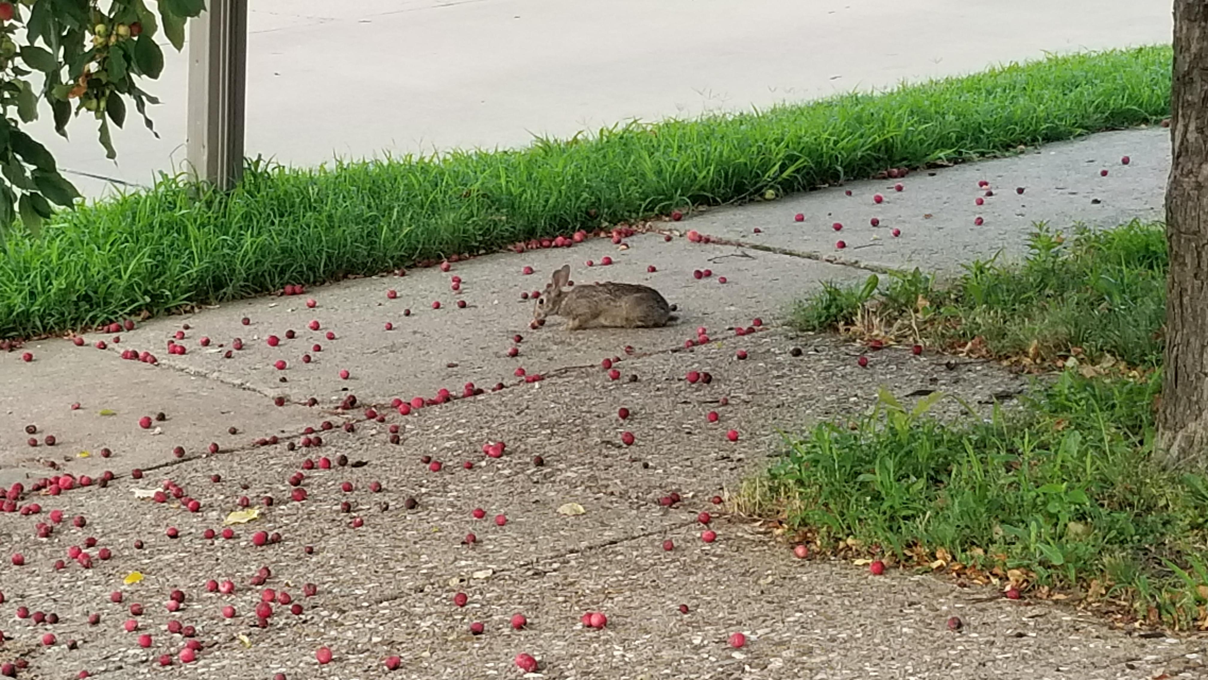 Wild rabbit enjoying a crabapple r/Rabbits