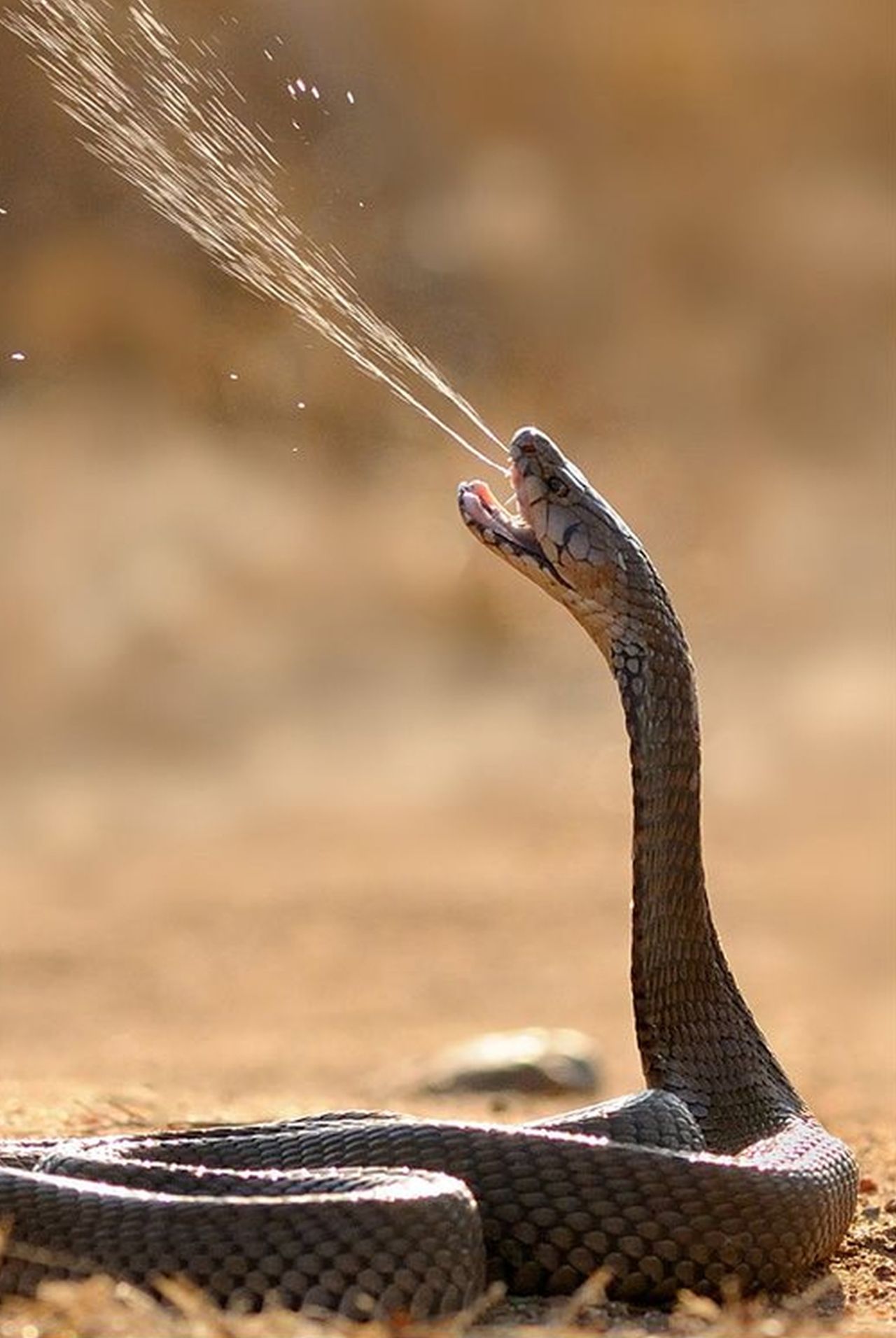 🔥 Cobra spitting venom 🔥 This had to go here! (sorry if it is here