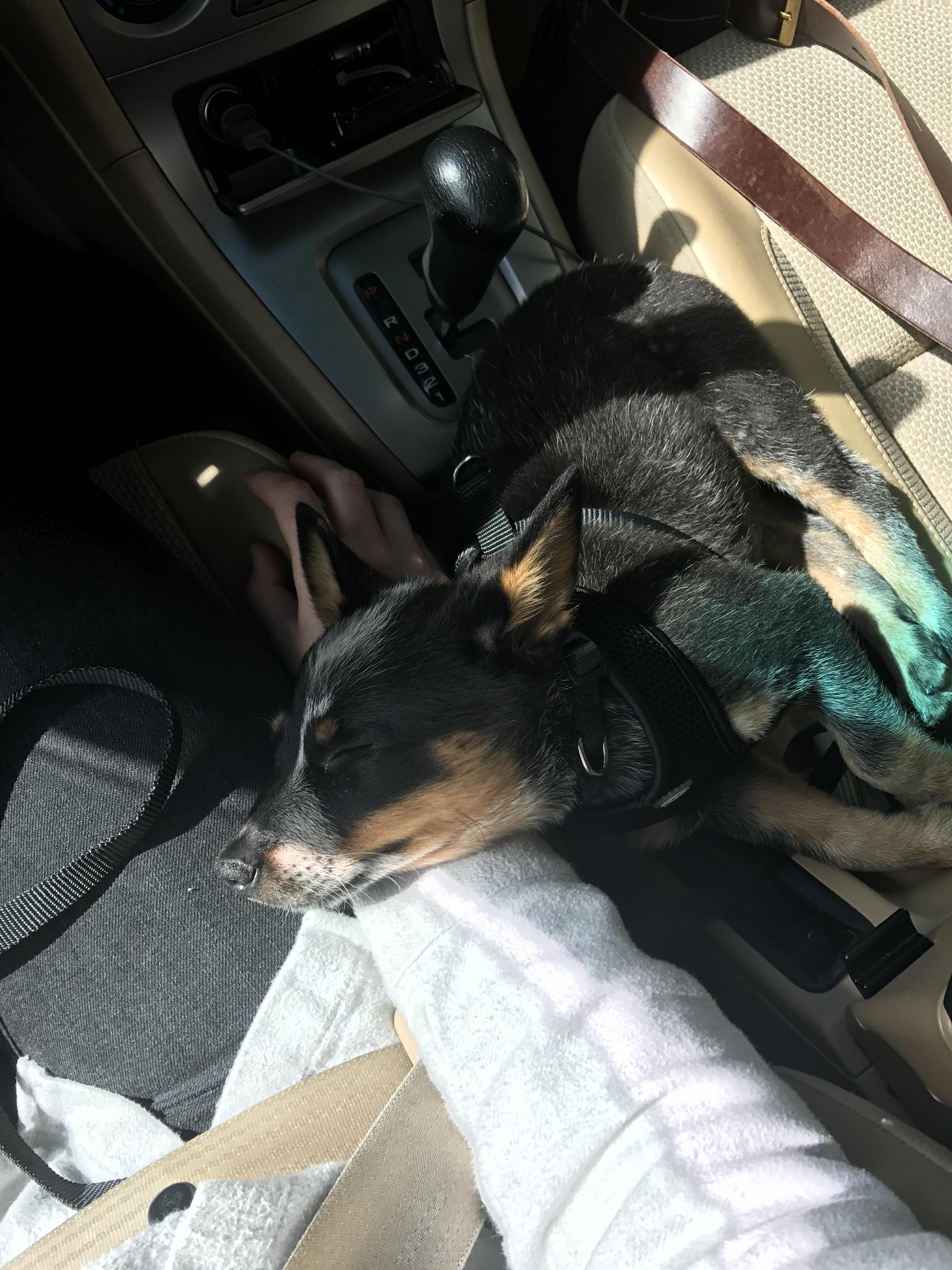 This is how my dog would ride in the car when he was a puppy. Luckily