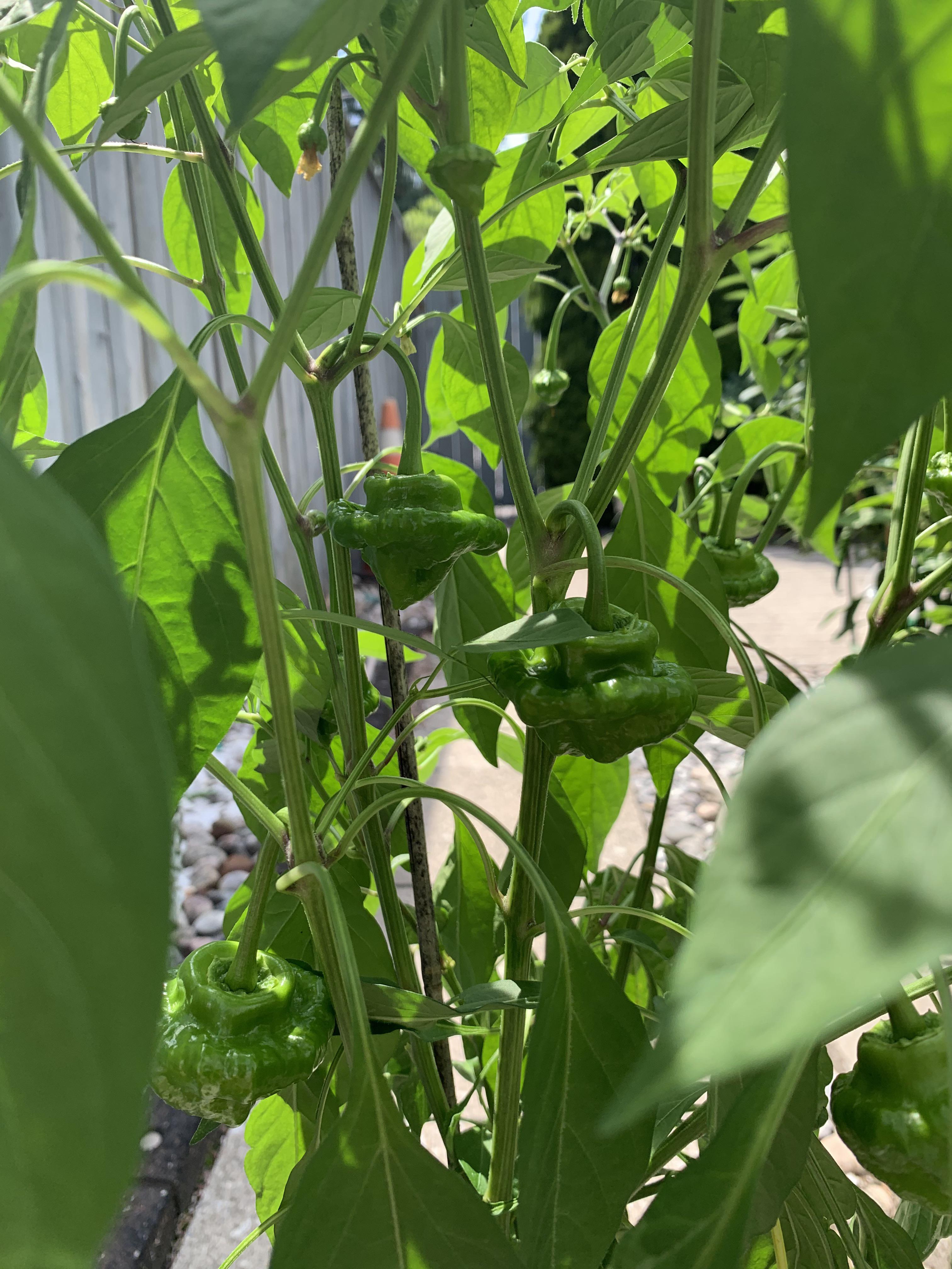 Doesn’t look like a Carolina reaper HotPeppers