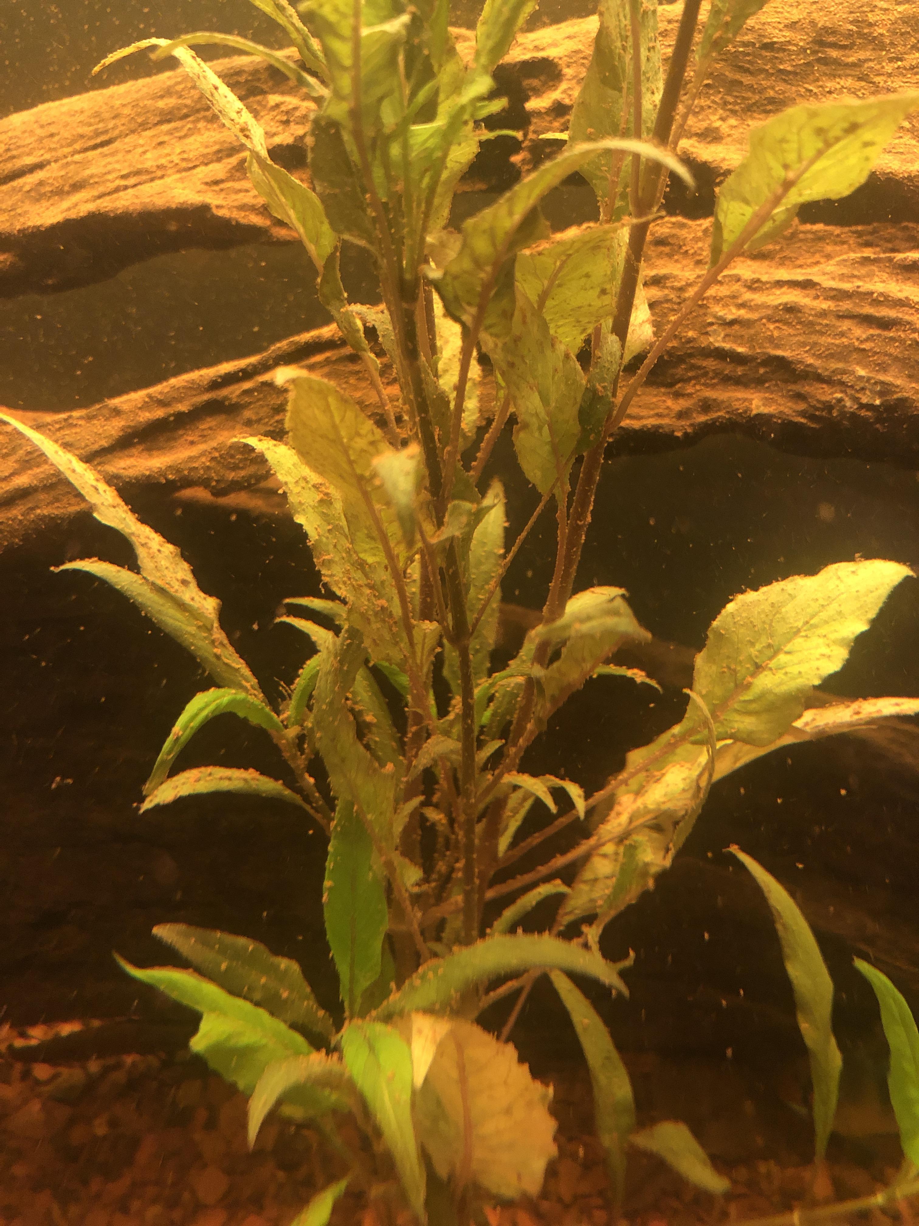 Dust all over Tank? r/Aquariums