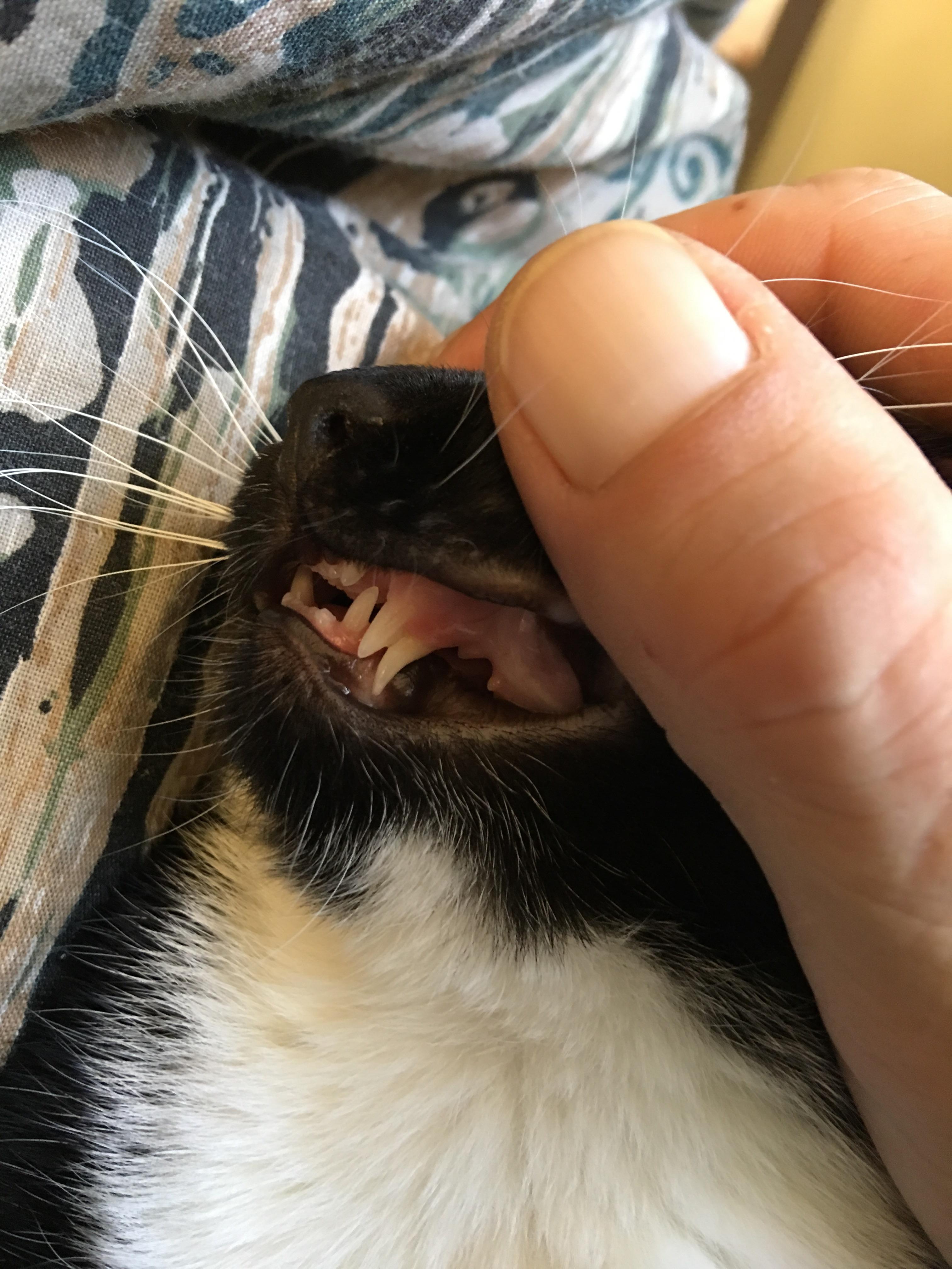 My little Wiggles has two canine teeth on each side, good for twice the