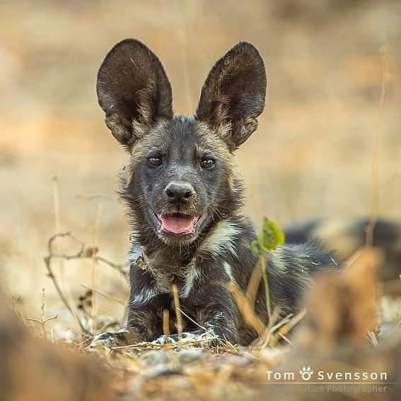The ‘Remembering African Wild Dogs’ Kickstarter now stands at nearly £