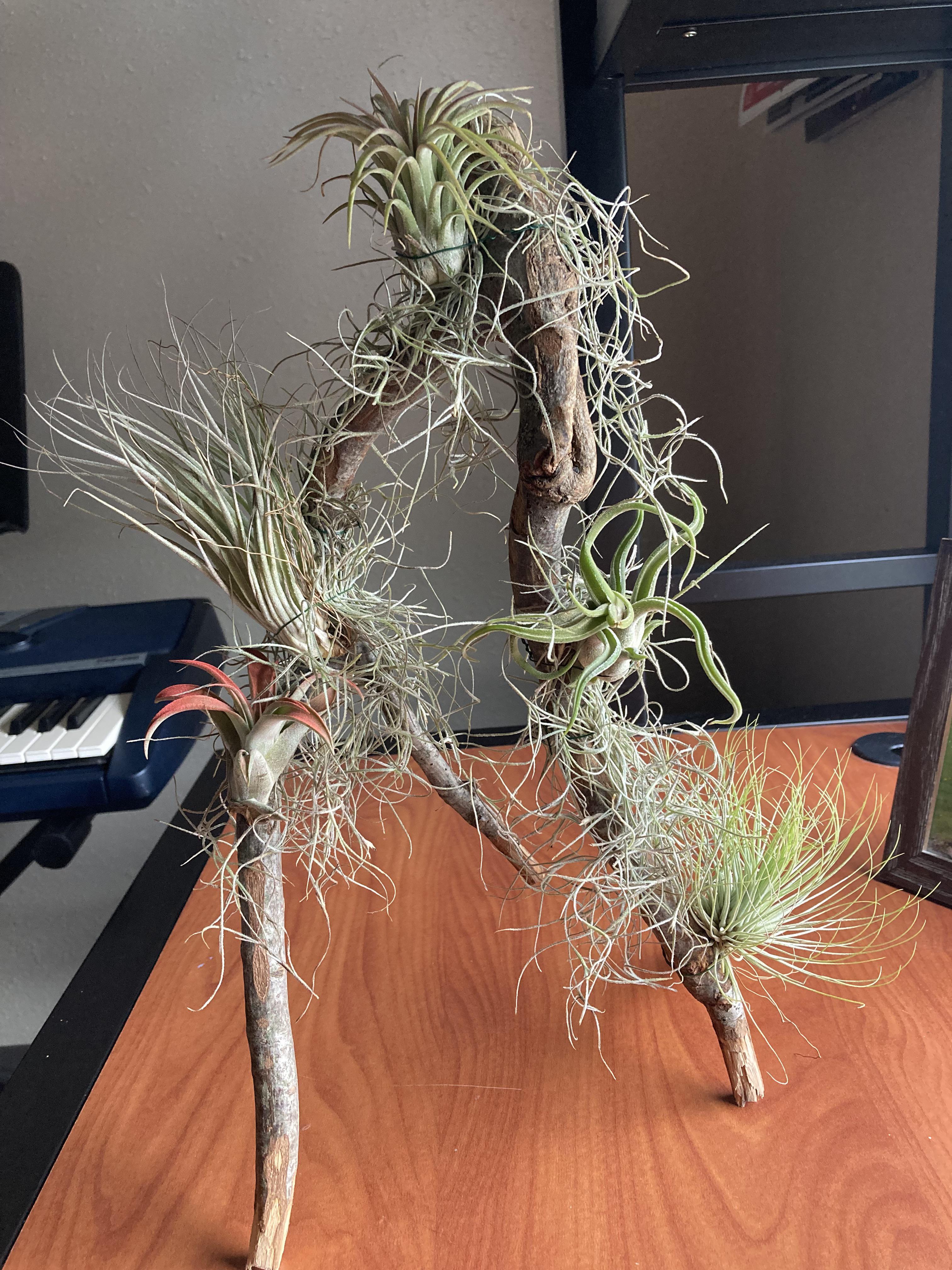 Air Plants ID r/airplants