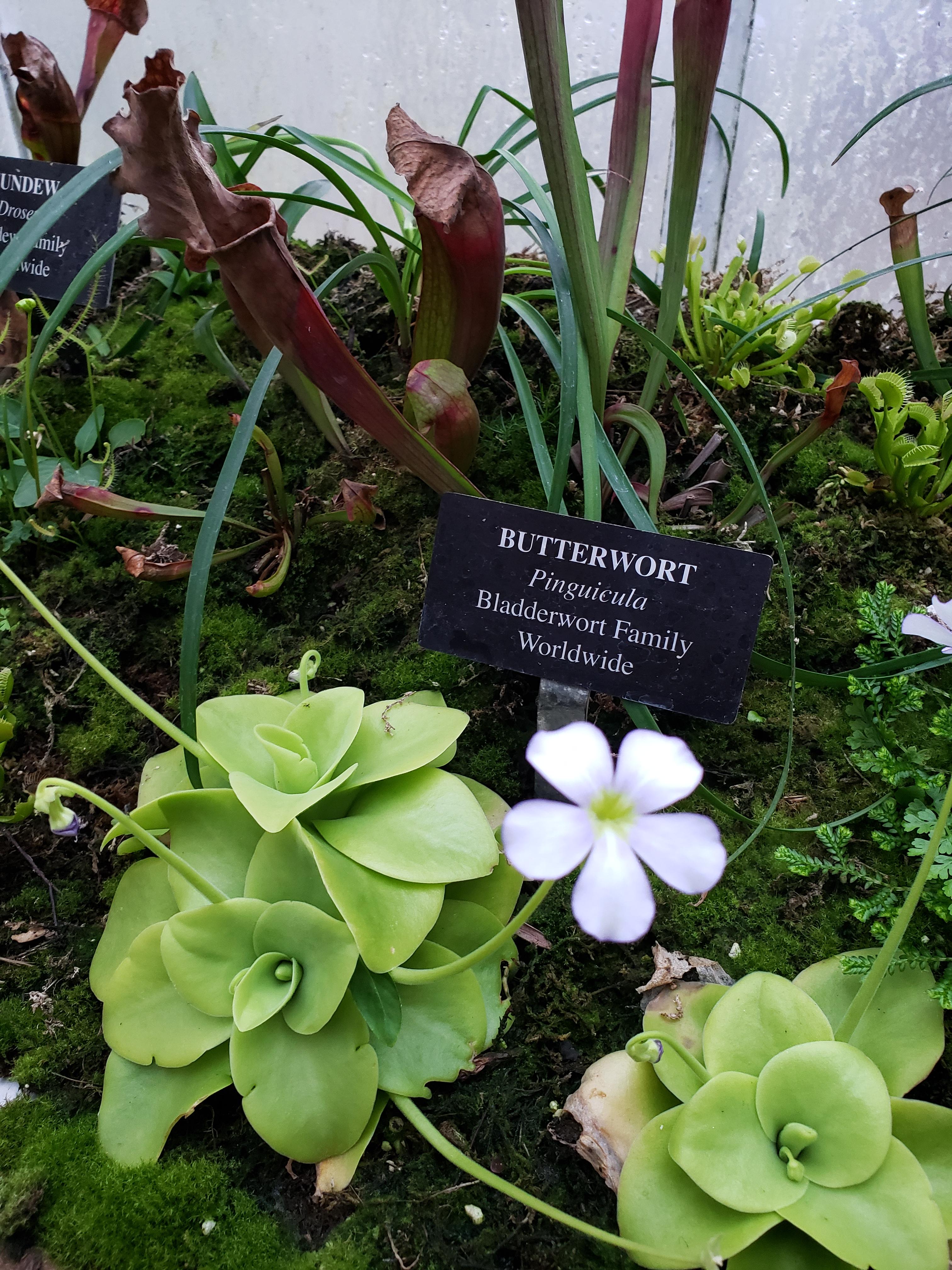 From Longwood Gardens, Blooming Butterwort r/SavageGarden