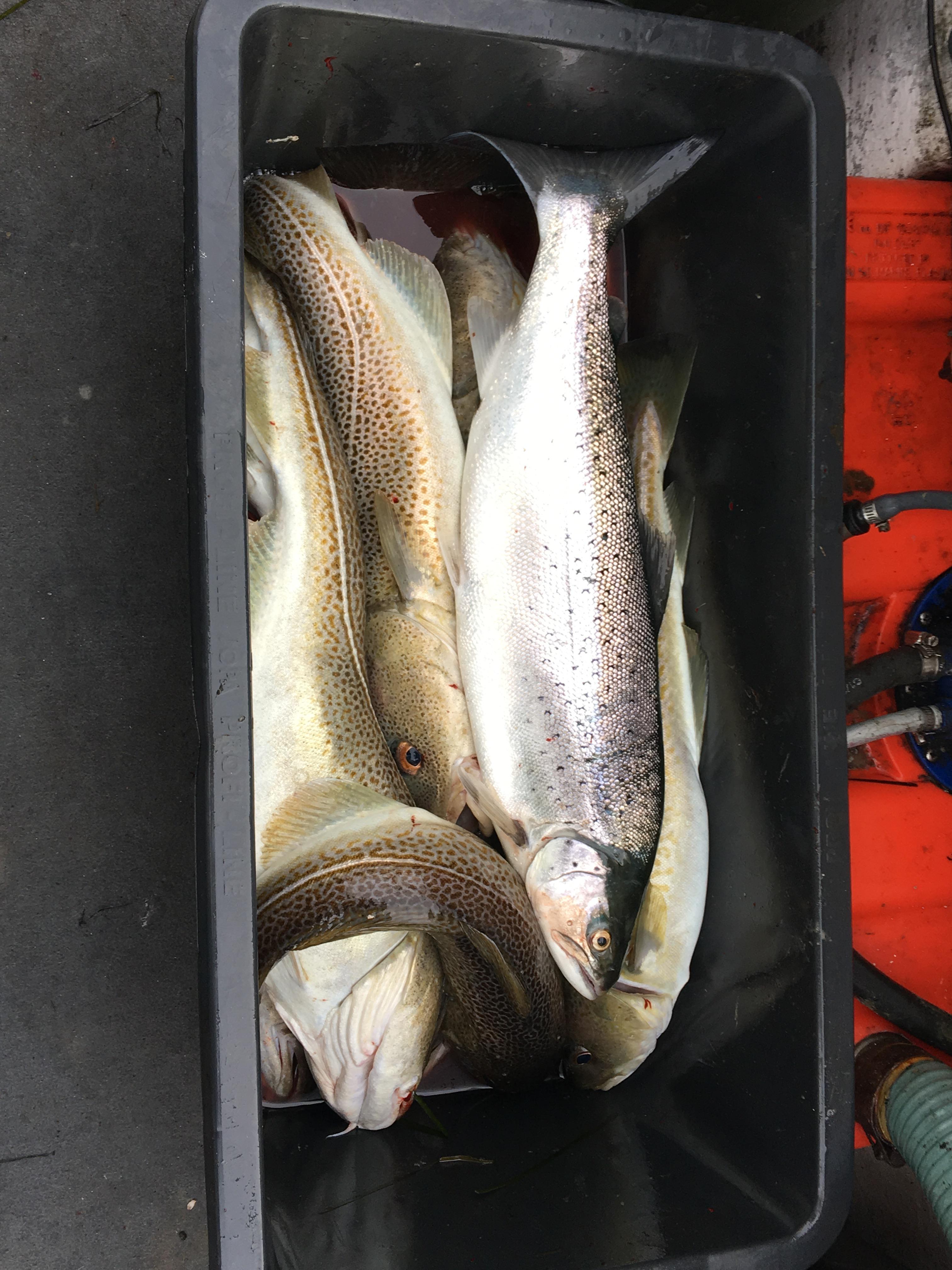 Cod and trout r/Fishing