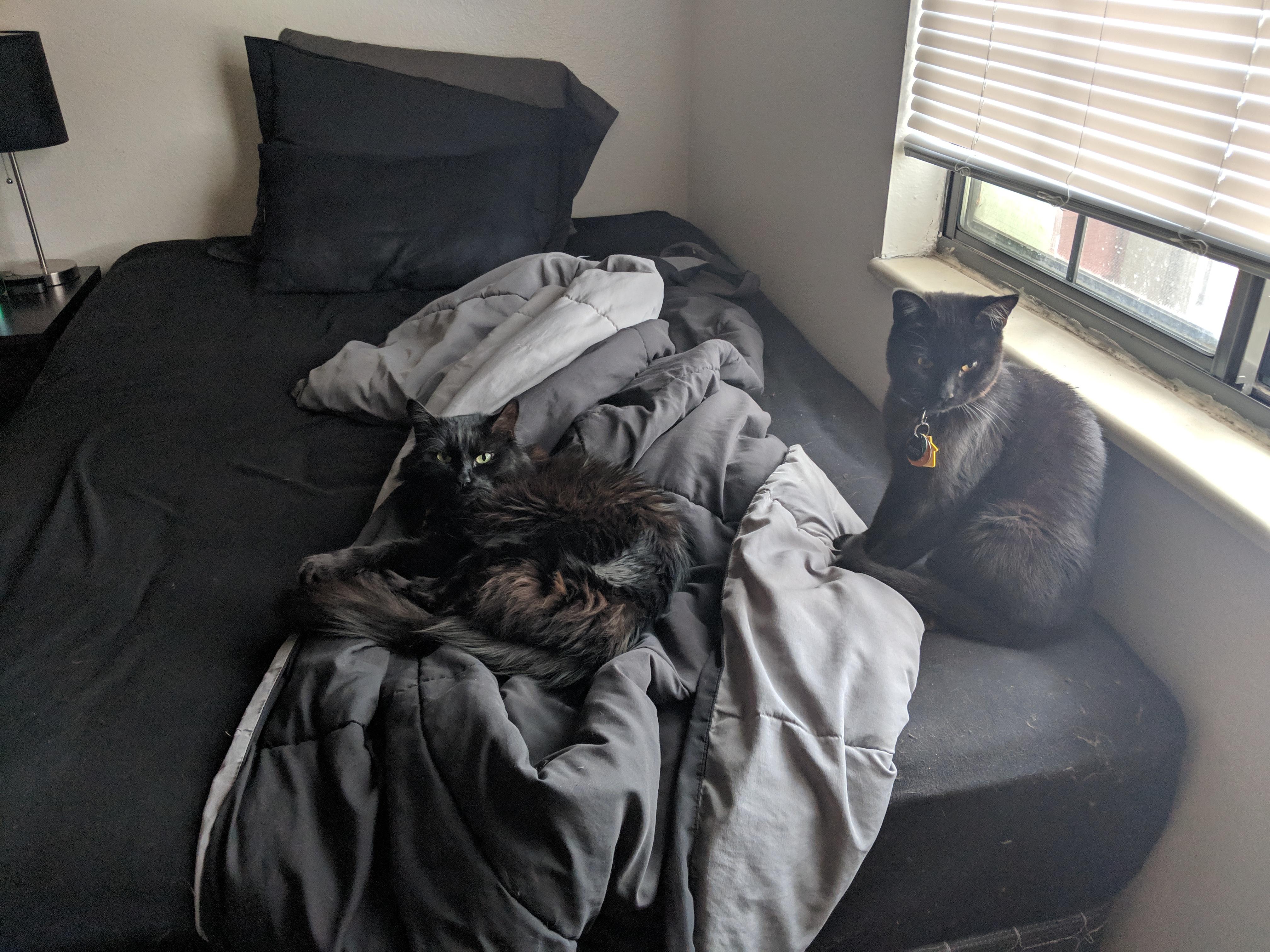 So you know know how it's hard to get a good photo of a black cat. It's