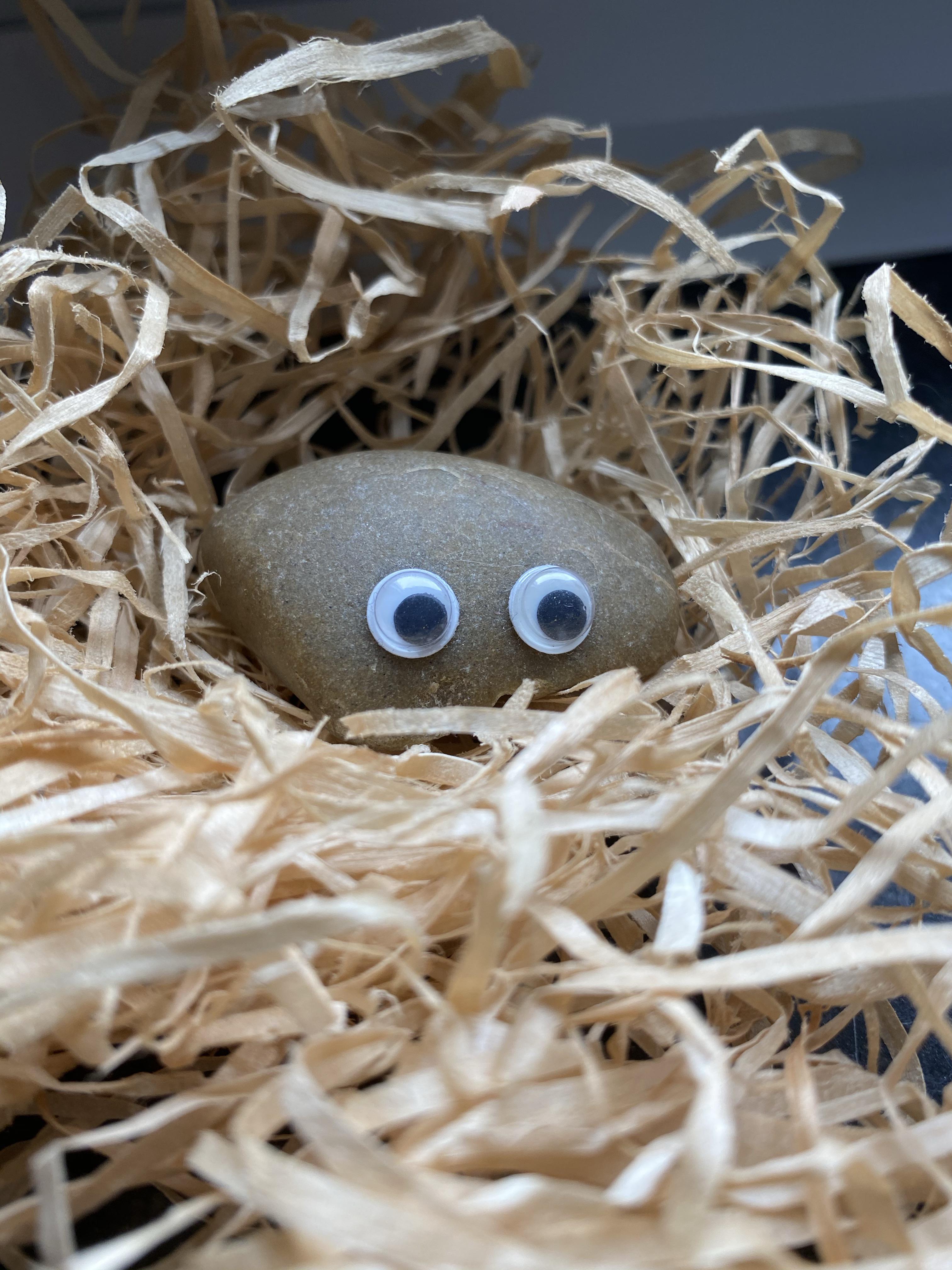 Pet Rock (pet contest) r/Continuum_