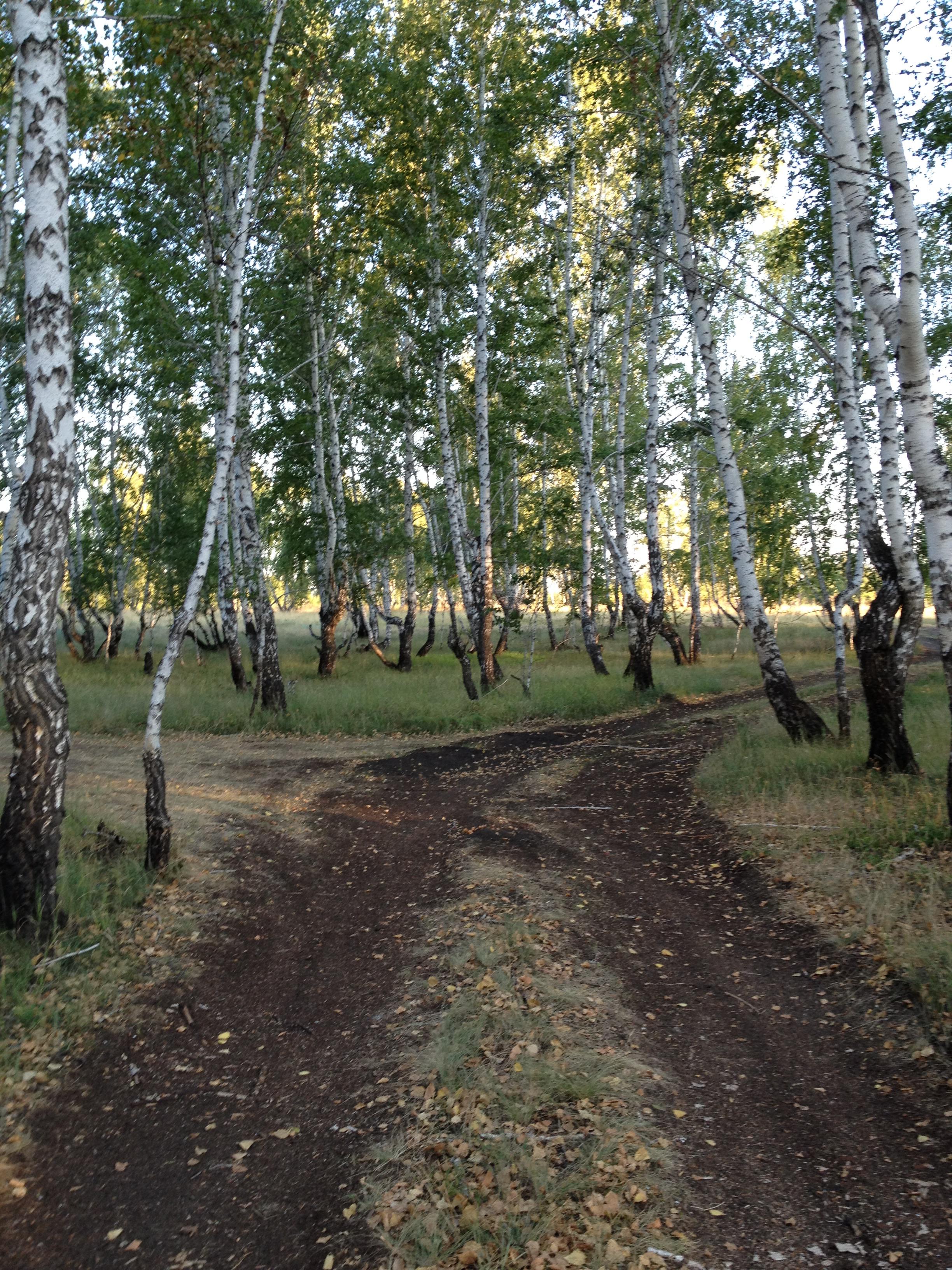 Nothing beats the birch trees of Russia r/Outdoors