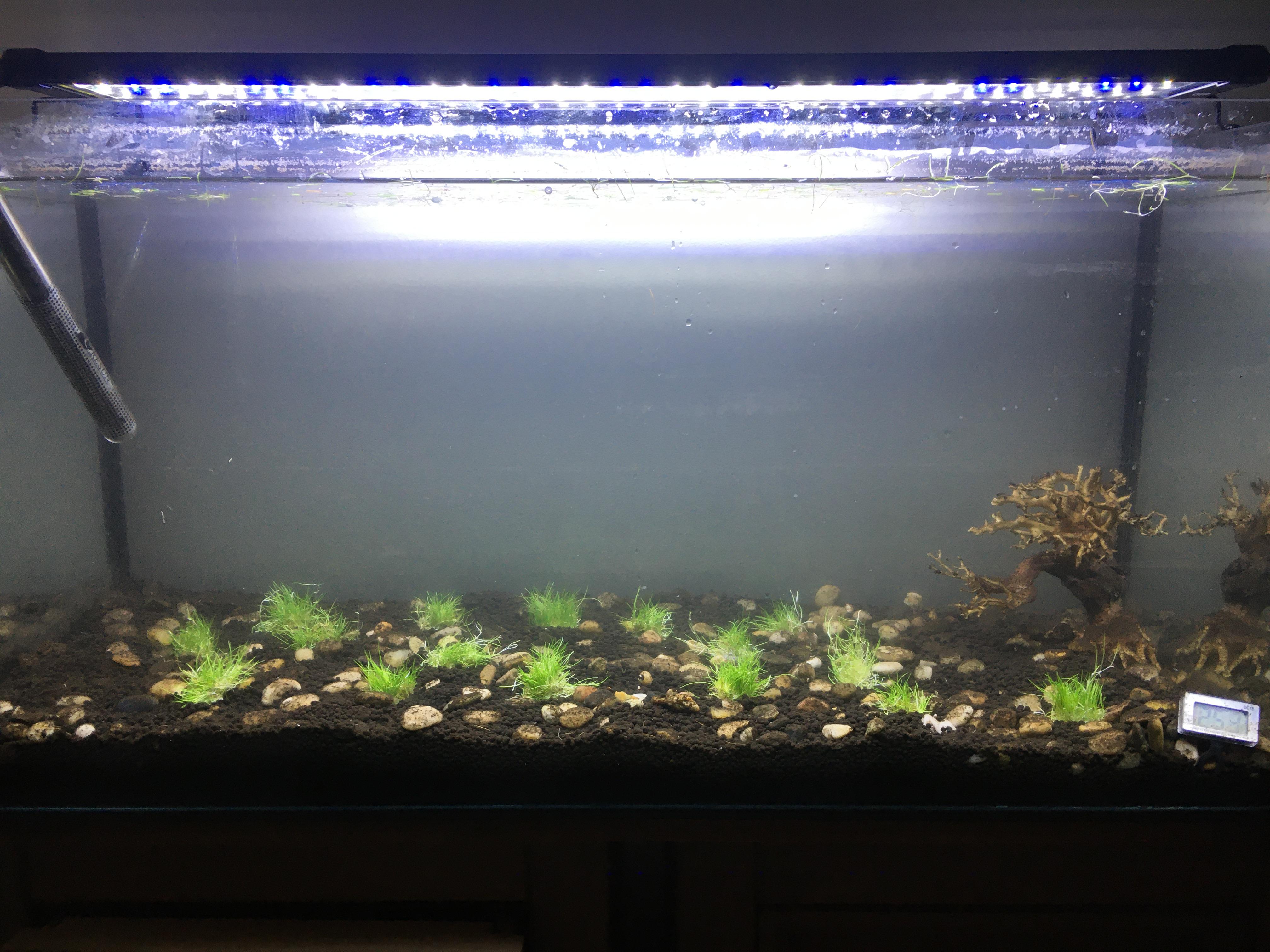 how long will this take to carpet and will it do it automatically or do