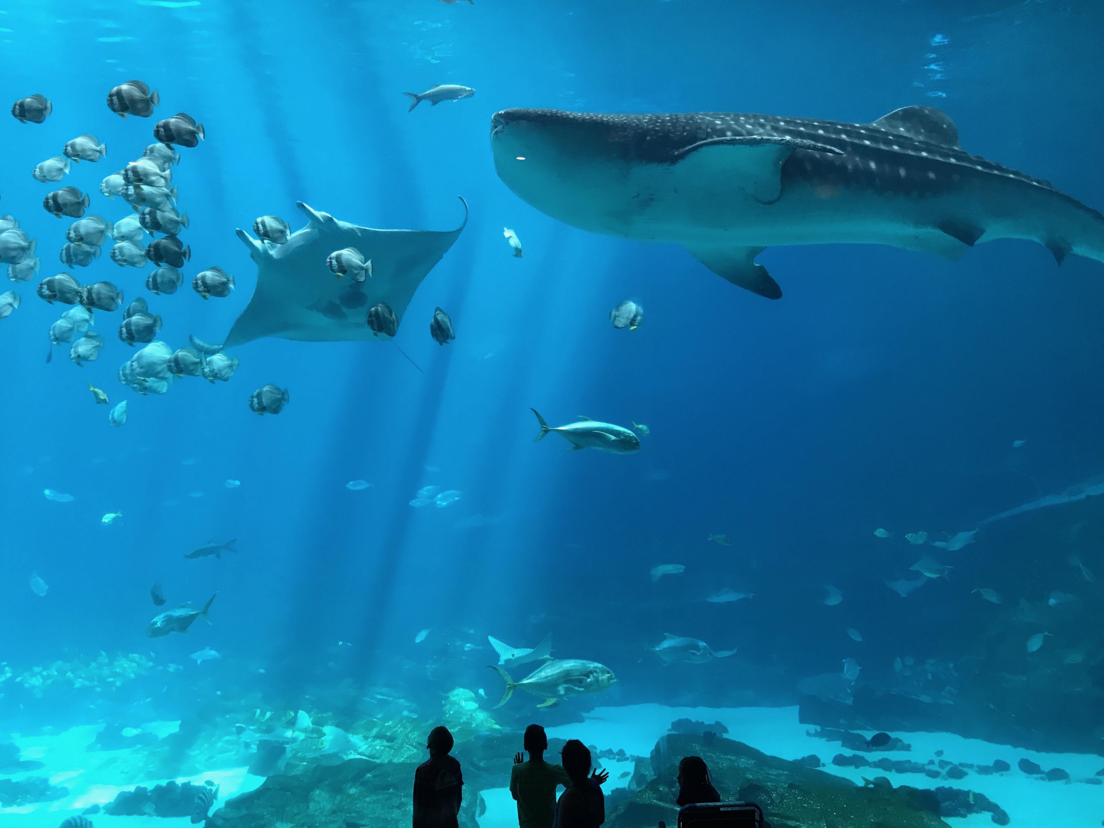 Took a photo of the 6.3 million gallon tank in Atlanta, r