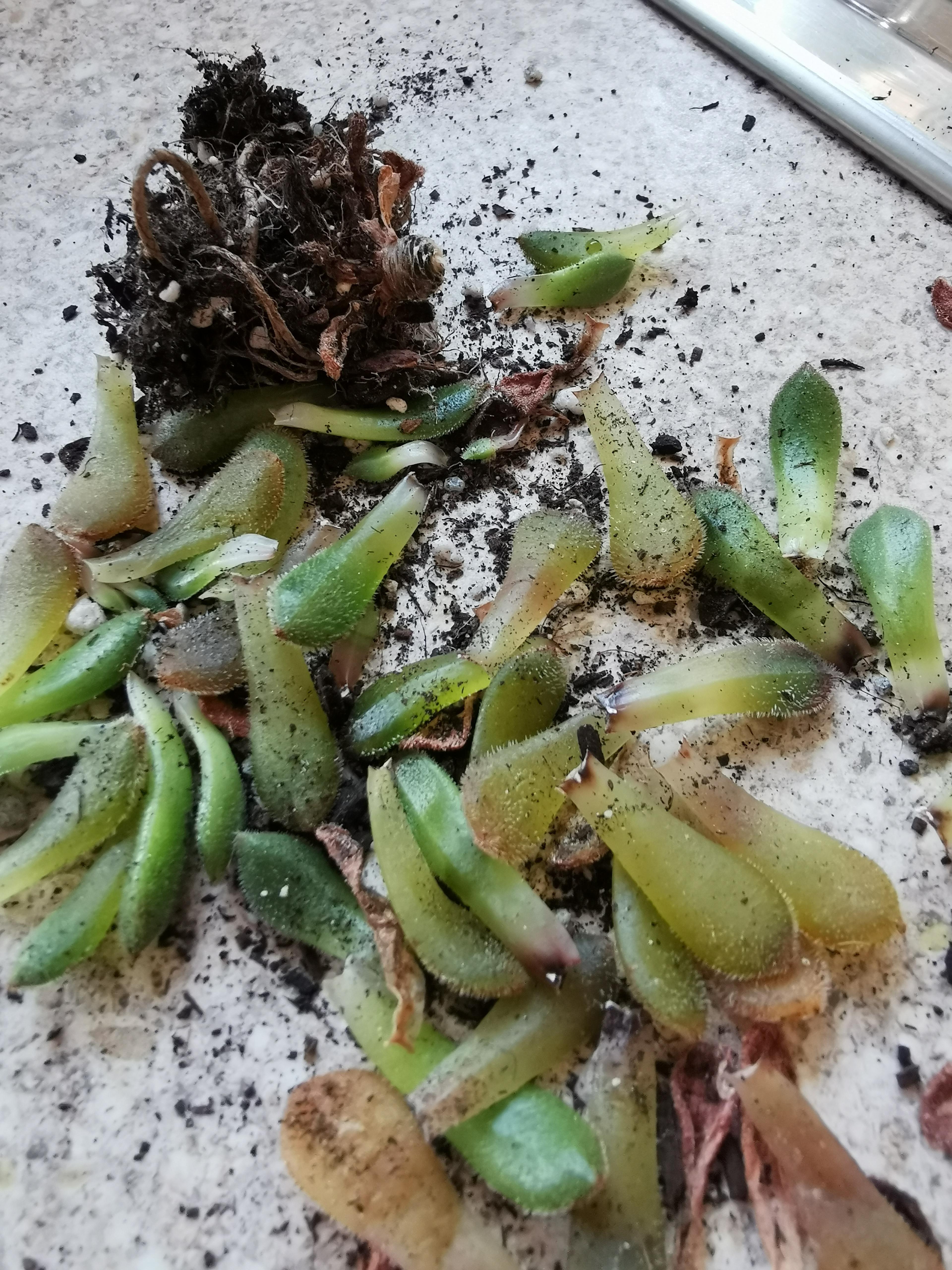 Help! This has happened to 3 of my succs. Their leaves